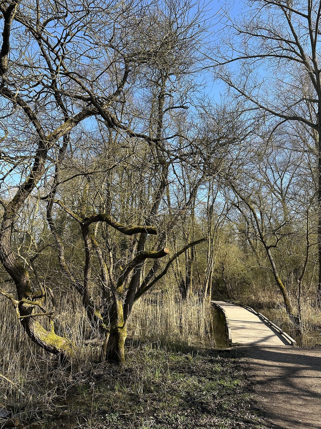 Passages en bois aménagés pour traverser les marais de Fretin