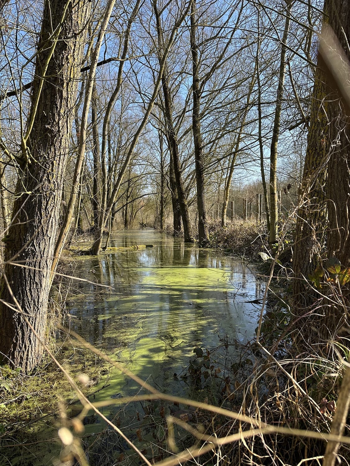 Zone marécageuse lors de notre balade aux marais de Fretin