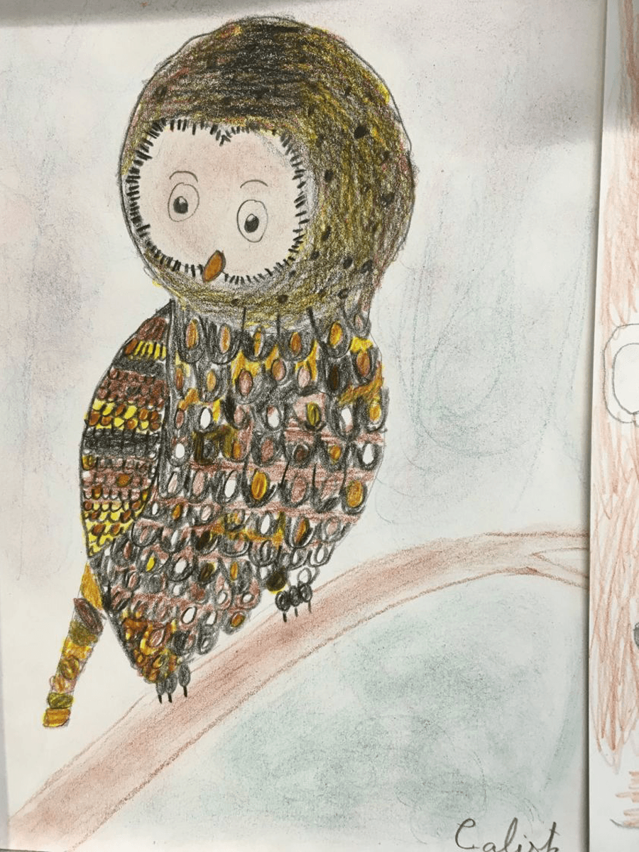 La chouette hulotte coloriée par Calista