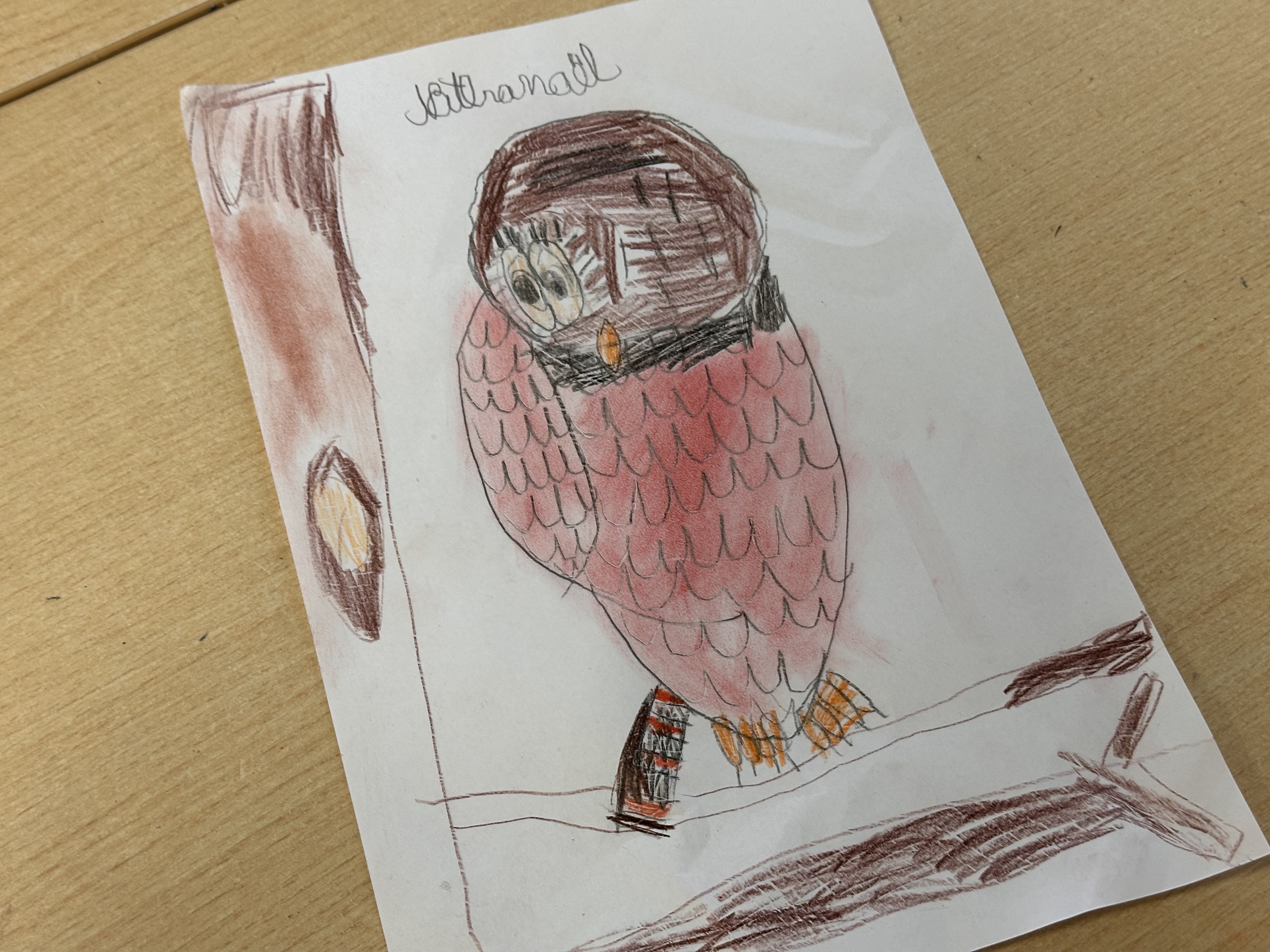 Chouette hulotte dessinée au crayon de couleur par Nathanaël en 1ère primaire au CSM