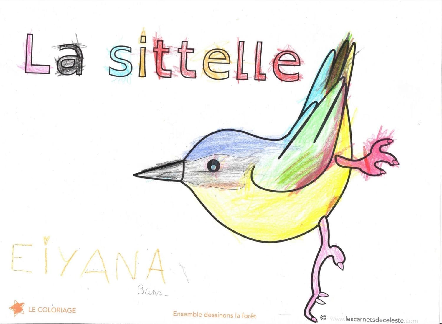 Coloriage de la sittelle