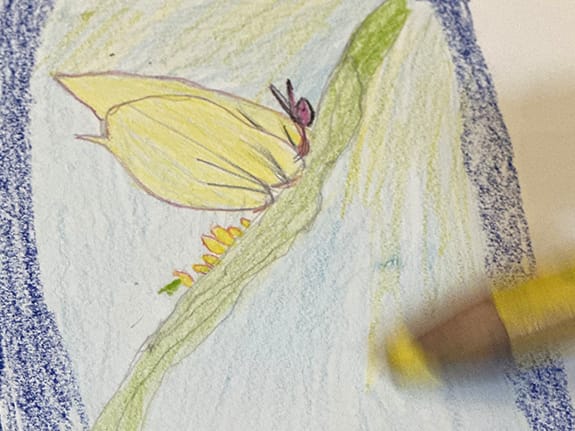 Le papillon citron dessiné par Djena