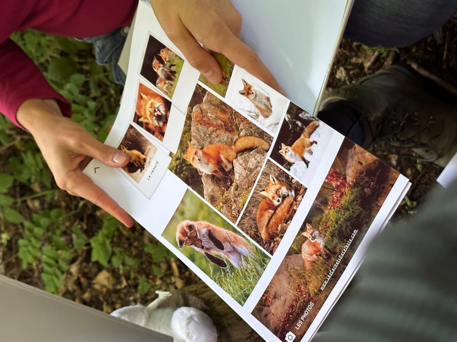 La planche photo sur le Renard roux