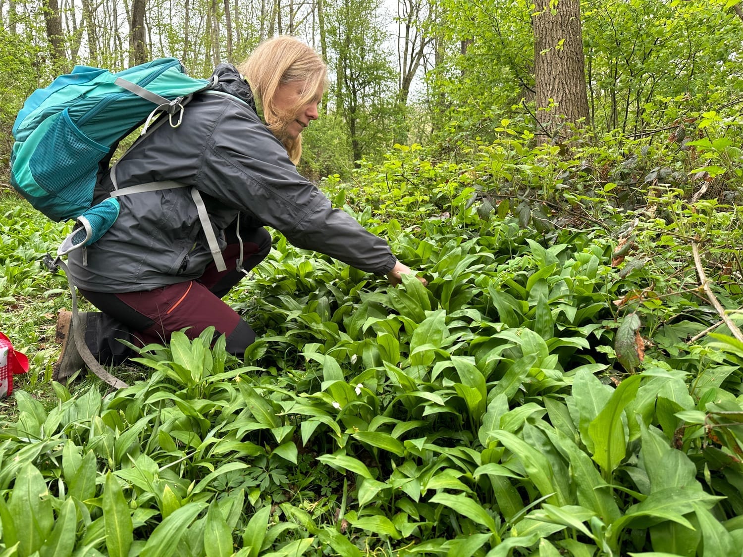 Cueillette d'ail des ours en forêt pour préparer un pesto maison