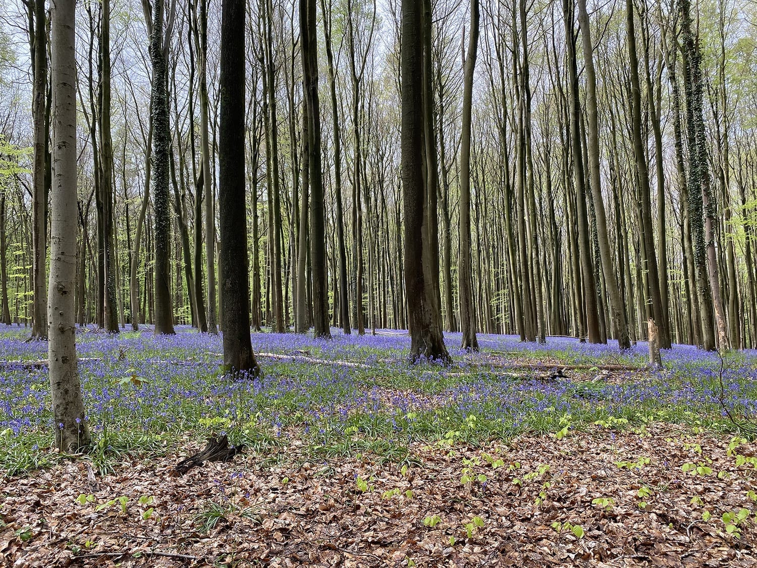 Le tapis bleu de jacinthes des bois dans la forêt de Hal