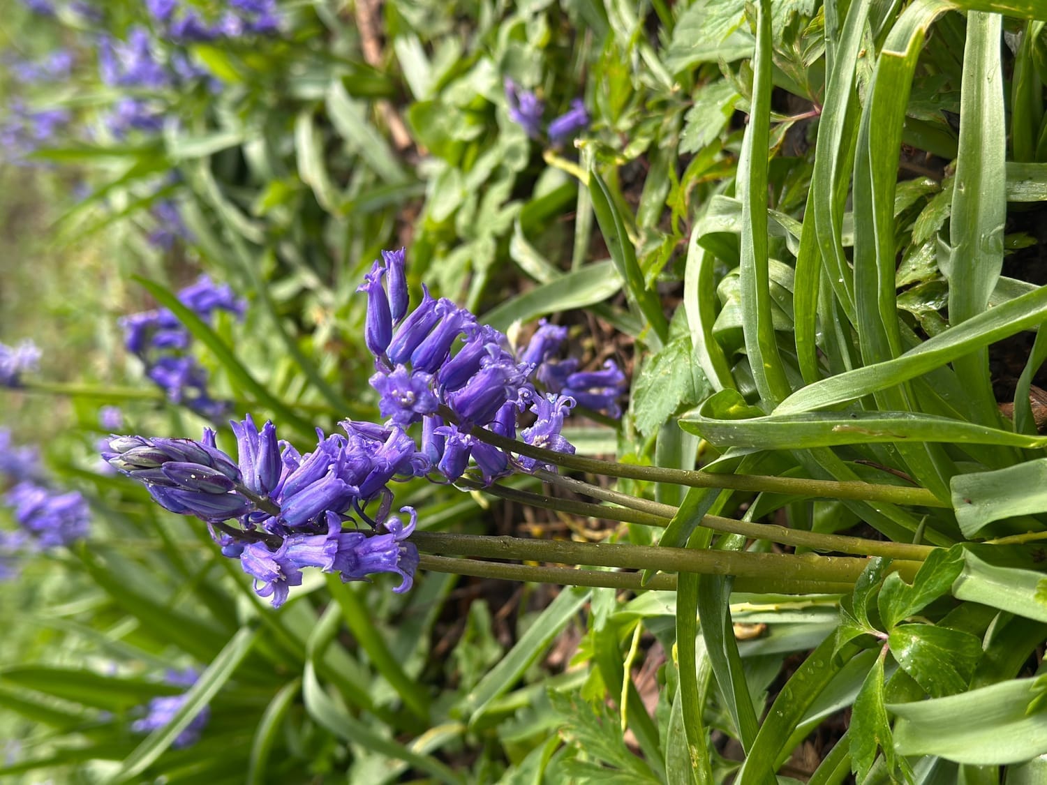 Gros plan sur une jacinthe des bois en fleur dans la forêt