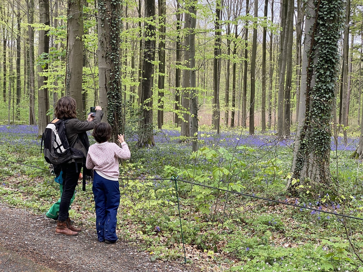 Pause photo devant les jacinthes des bois en fleur