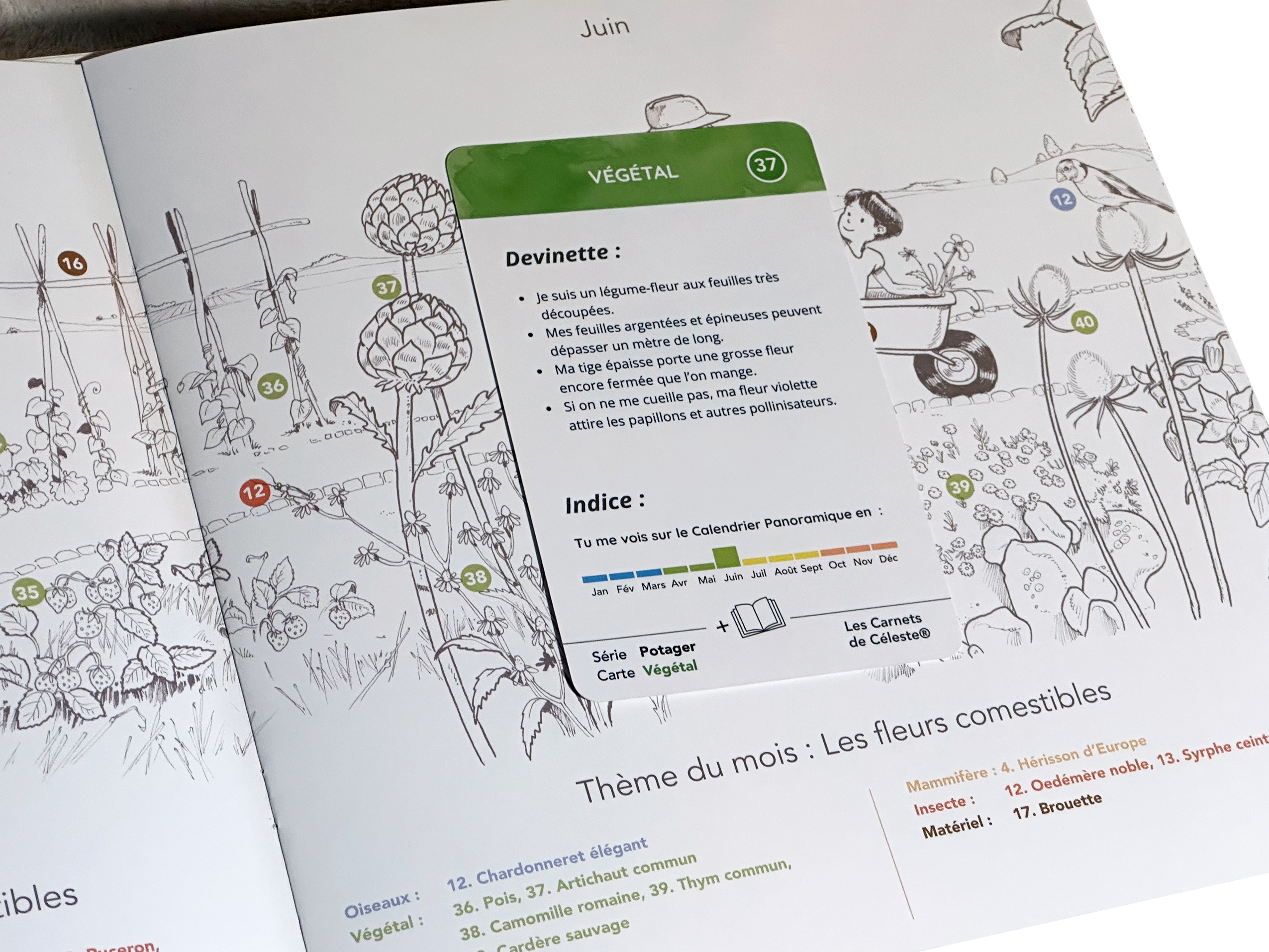 Verso de la carte Artichaut avec le guide pédagogique ouvert à la page de juin