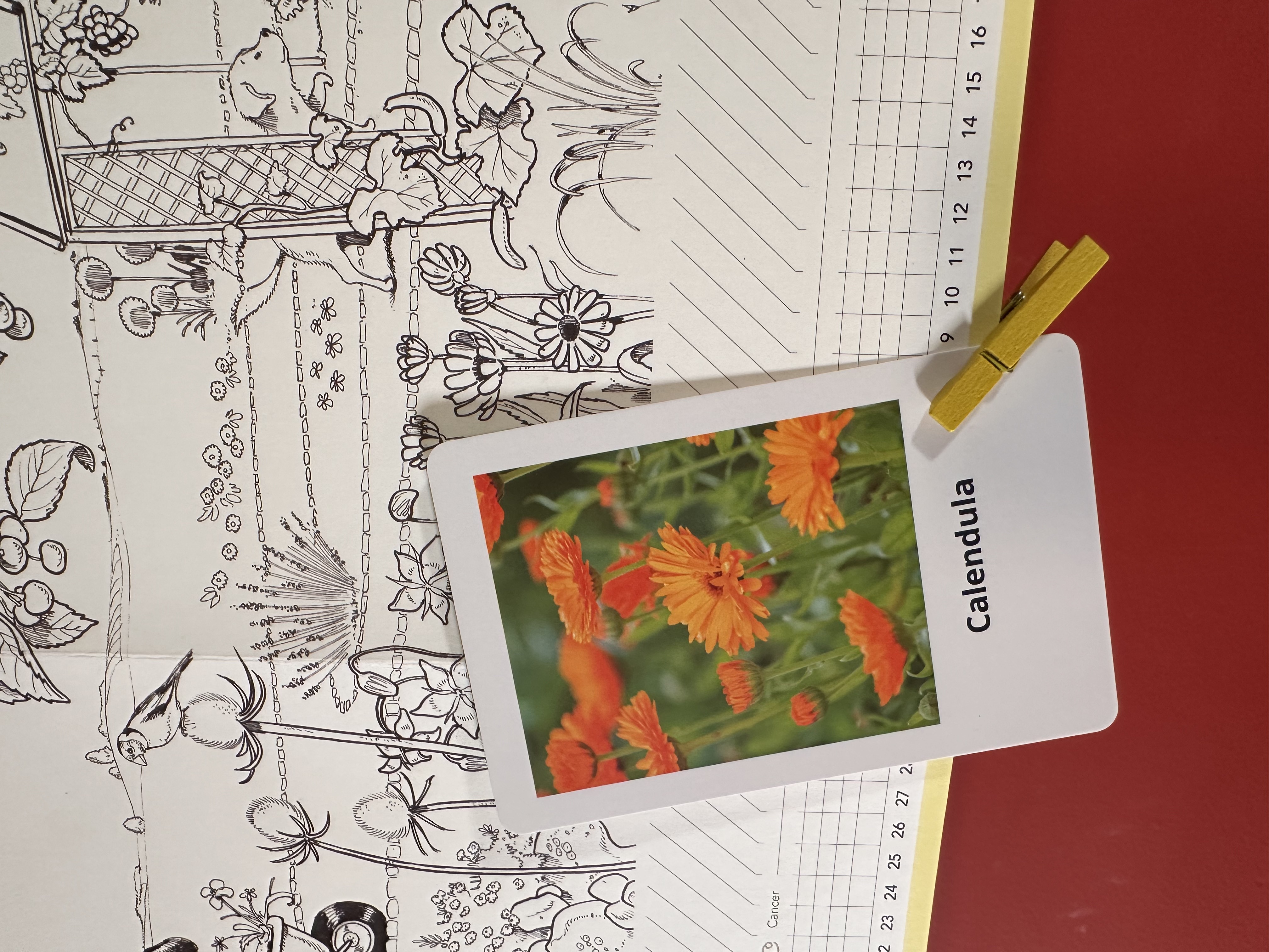 Carte Calendula accrochée sur le Calendrier Panoramique du potager