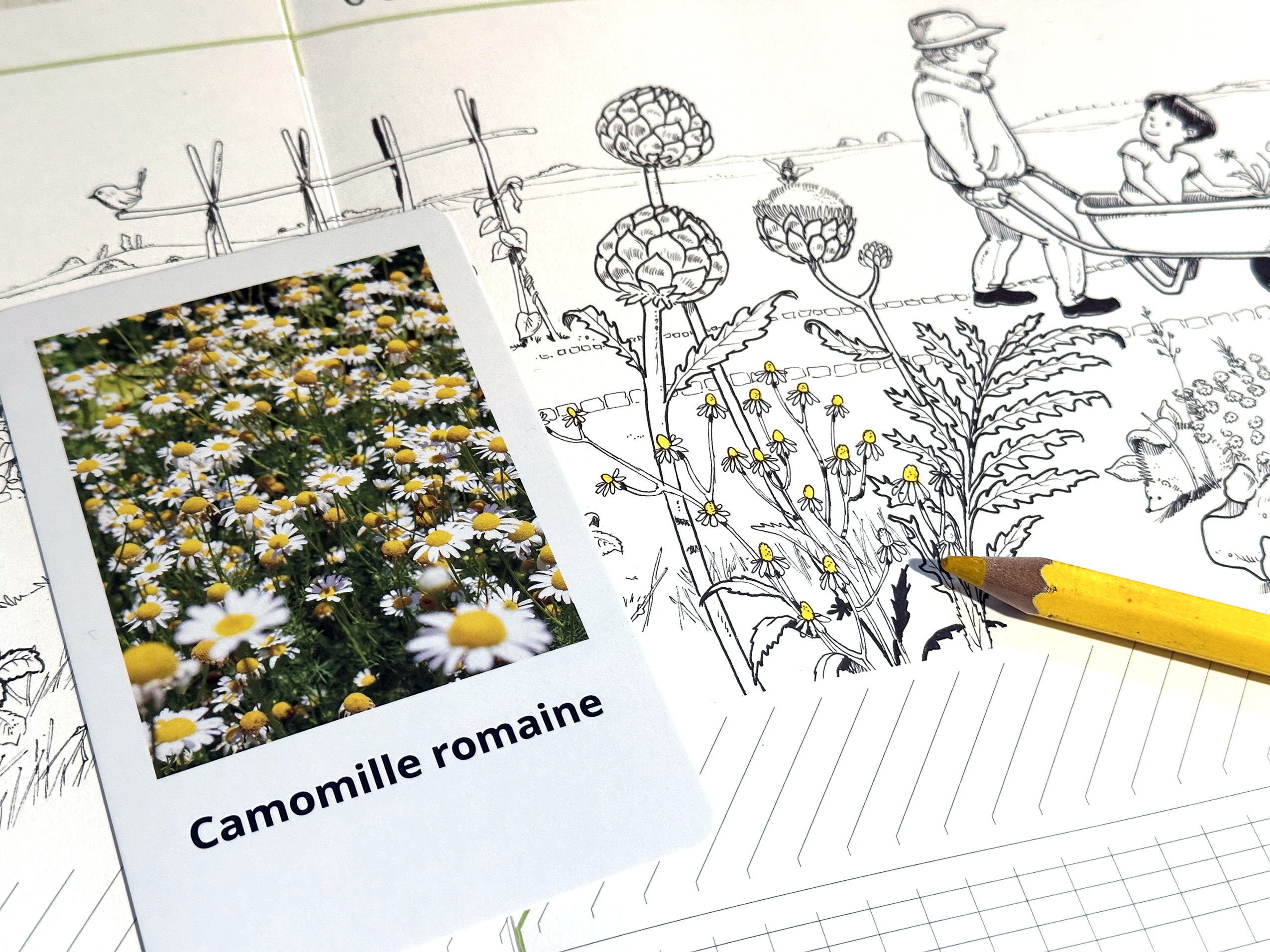 Utilisation de la carte Camomille romaine pour colorier le Calendrier Panoramique du potager