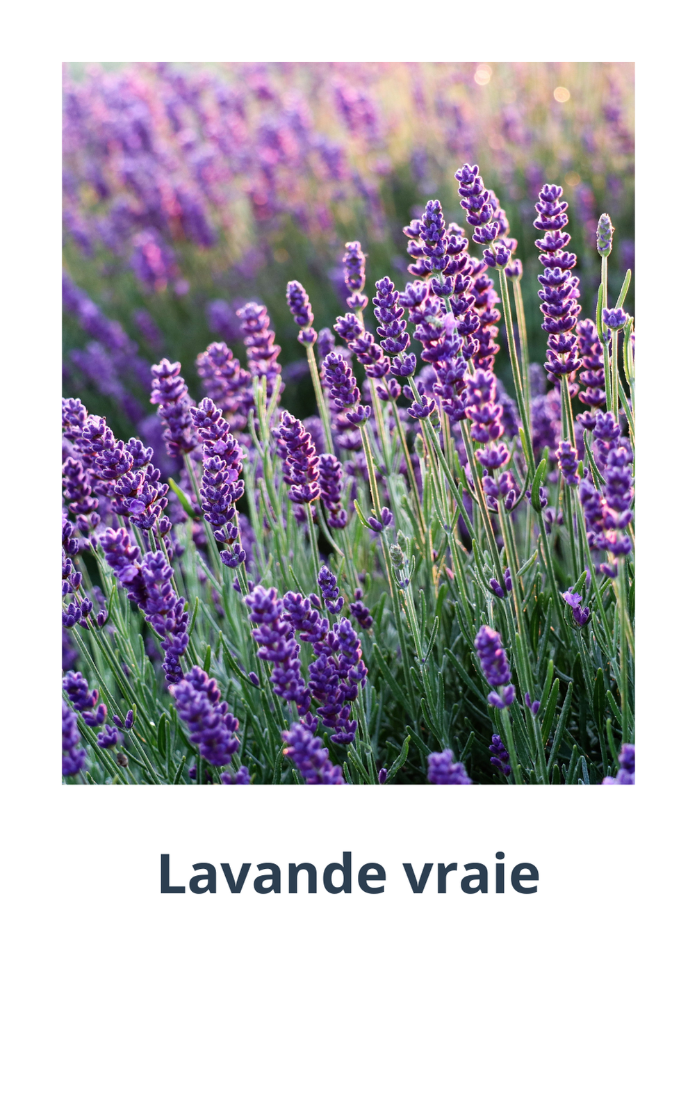 Carte de nomenclature recto de la Lavande vraie avec photo et nom