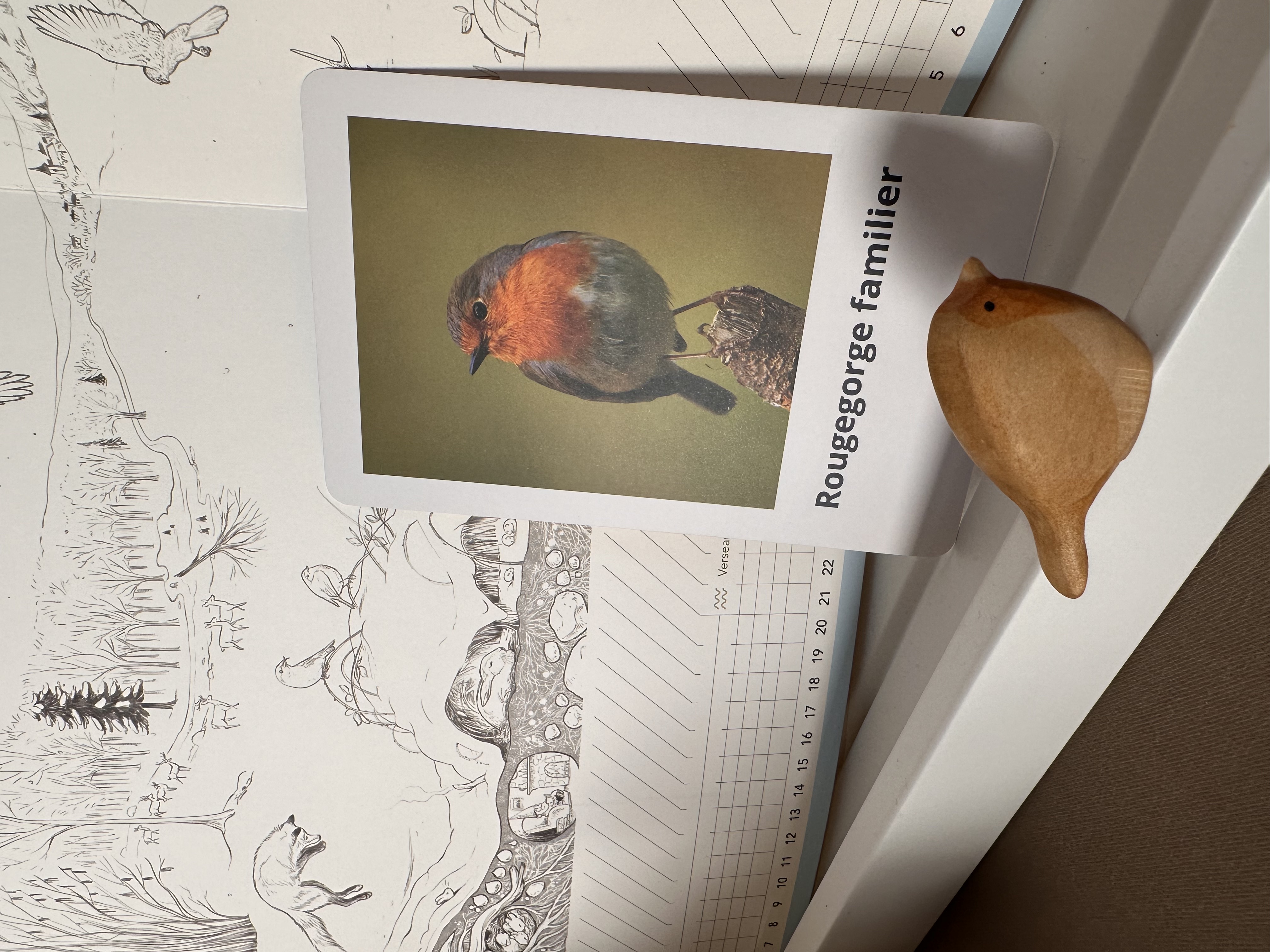 Carte de nomenclature recto du Rougegorge familier