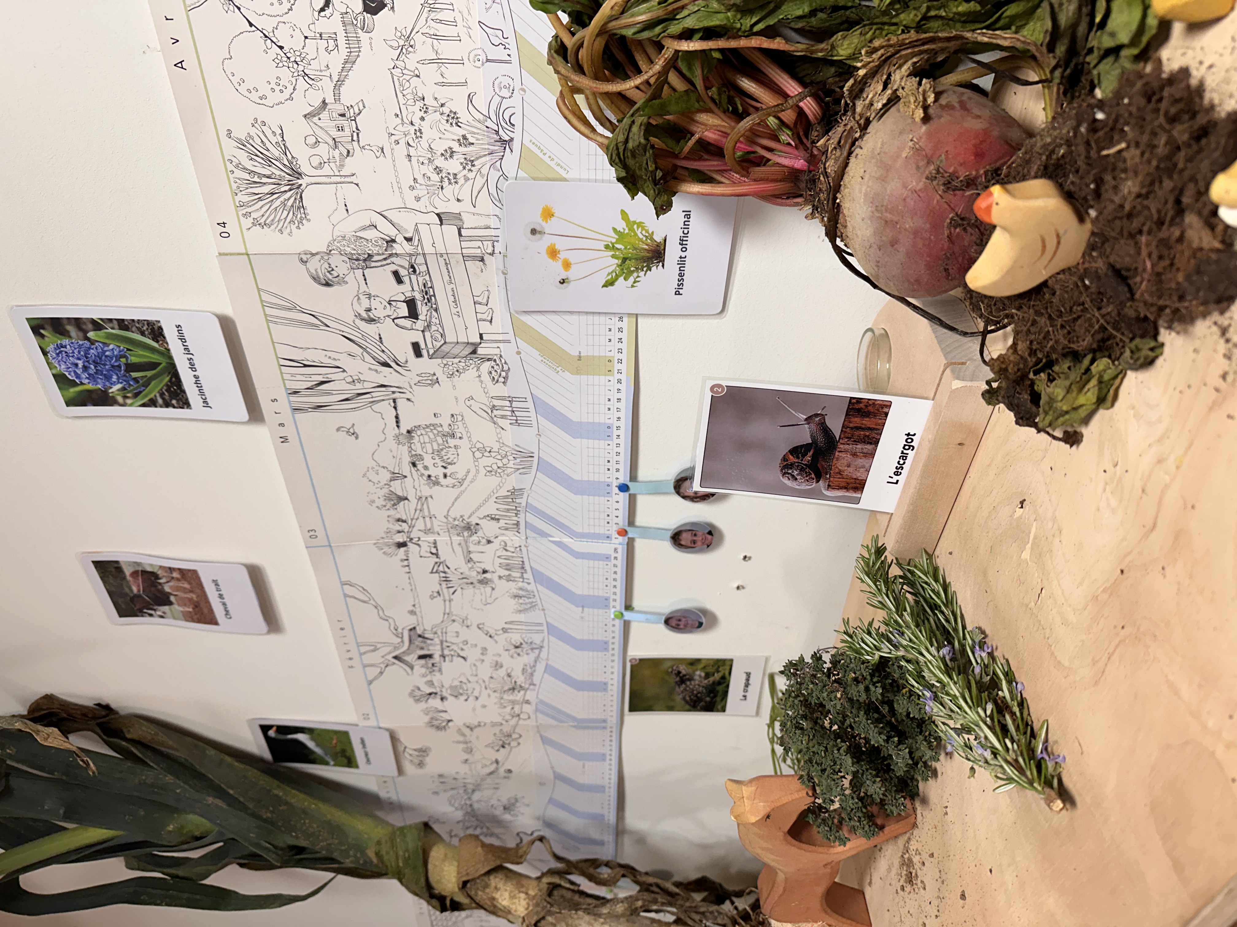 Table des saisons avec cartes devinettes dans une classe de 3ème primaire