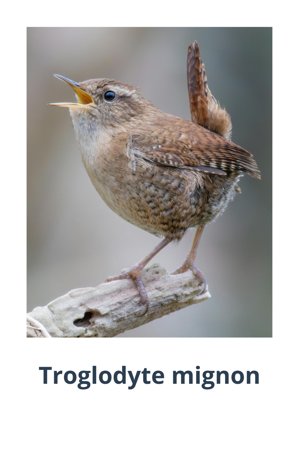 Carte de nomenclature recto du Troglodyte mignon avec photo et nom