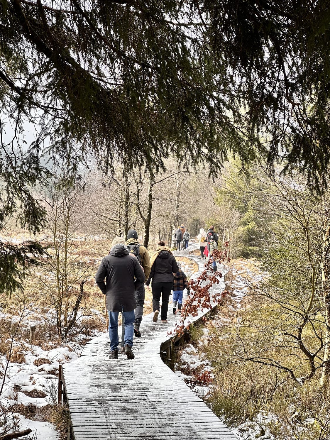 Chemin de randonnée à travers les Fagnes enneigées