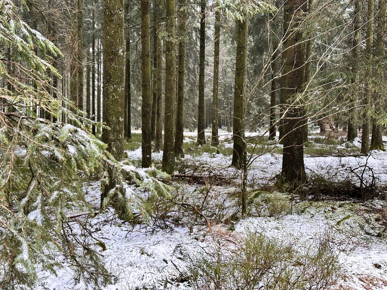 Forêt enneigée lors de notre dernier week-end écureuil en Ardennes