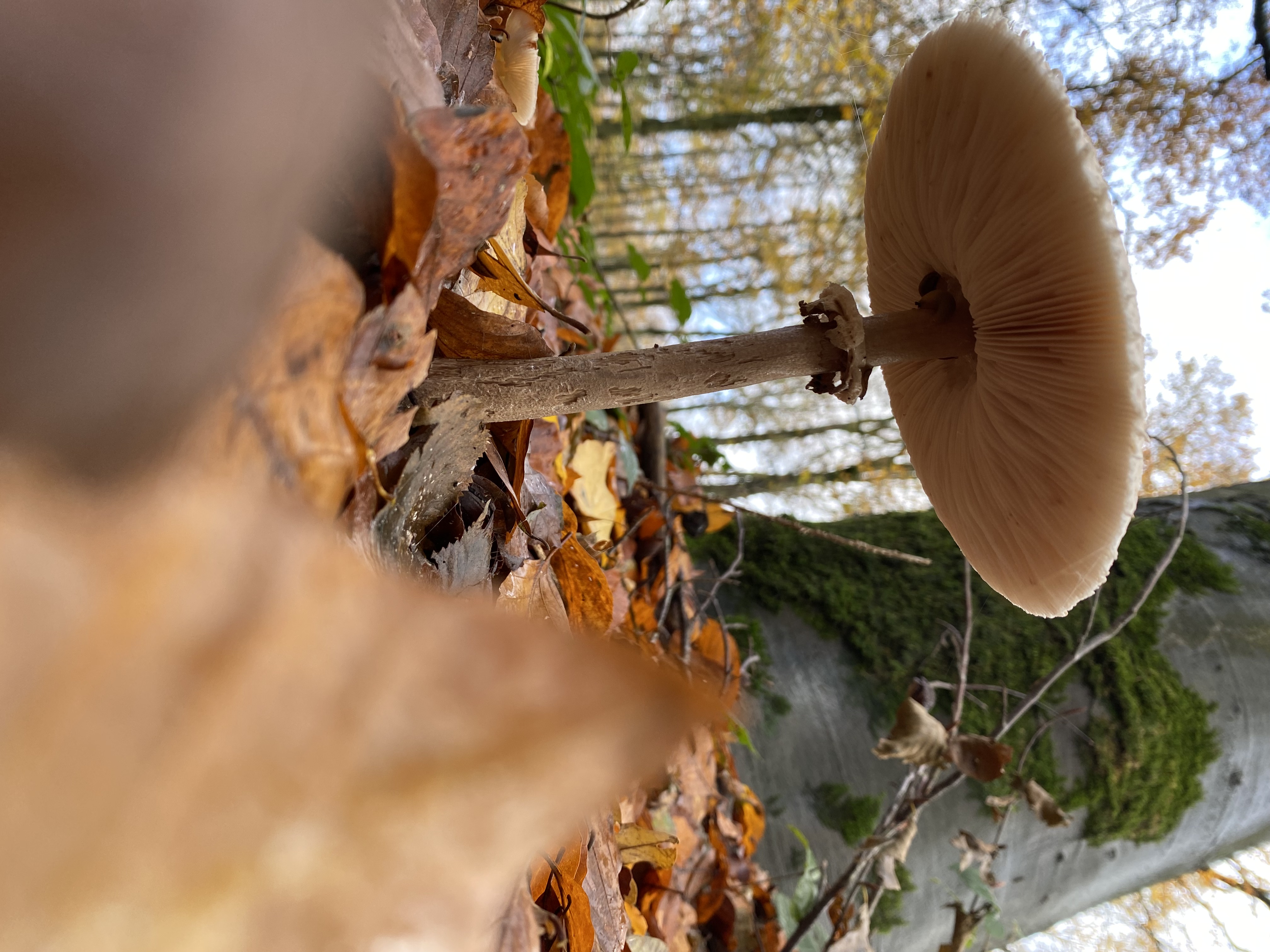 En automne, les champignons sortent du sol de la forêt