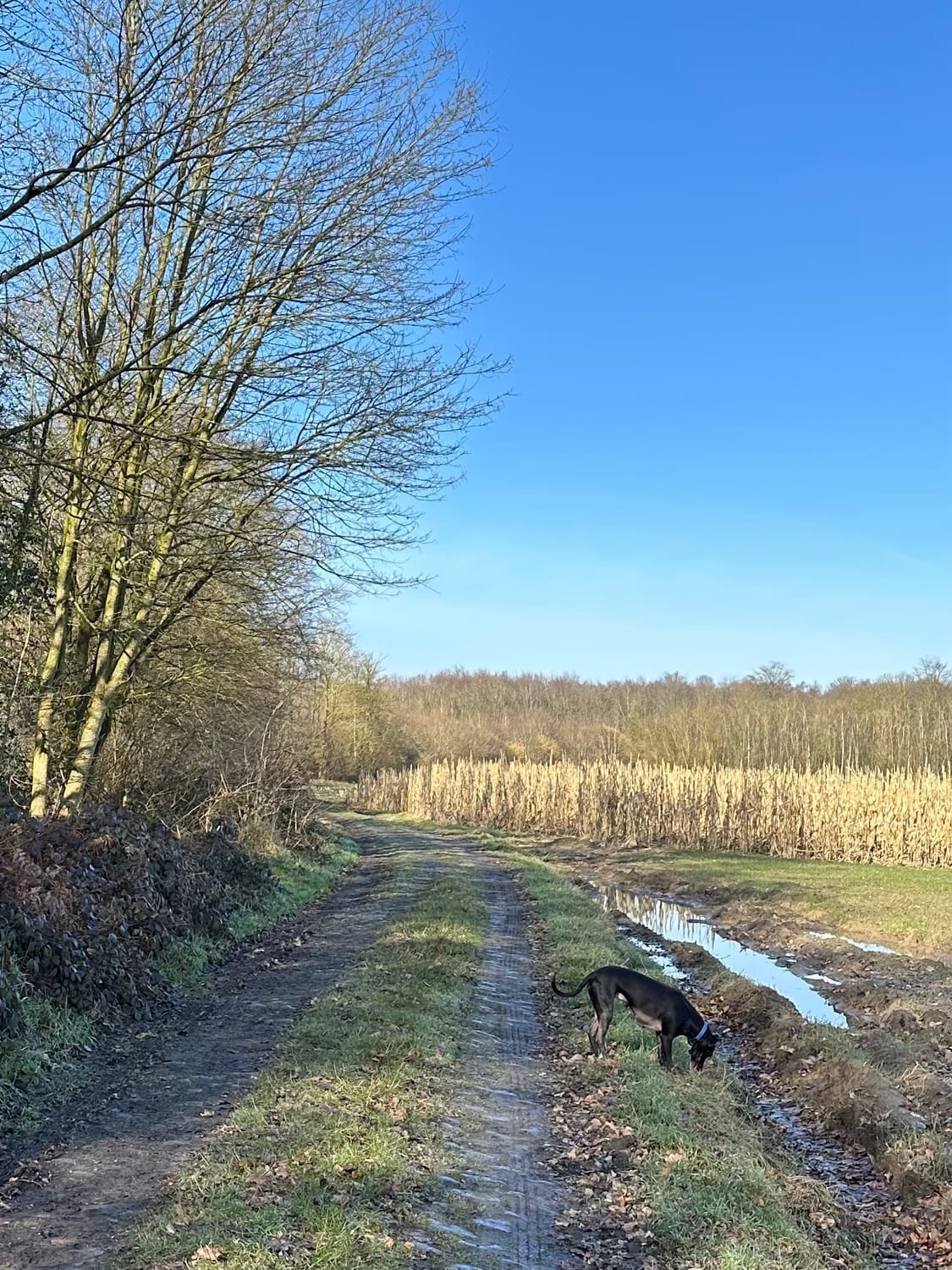 Chemin entre champs et forêt lors de la balade de février