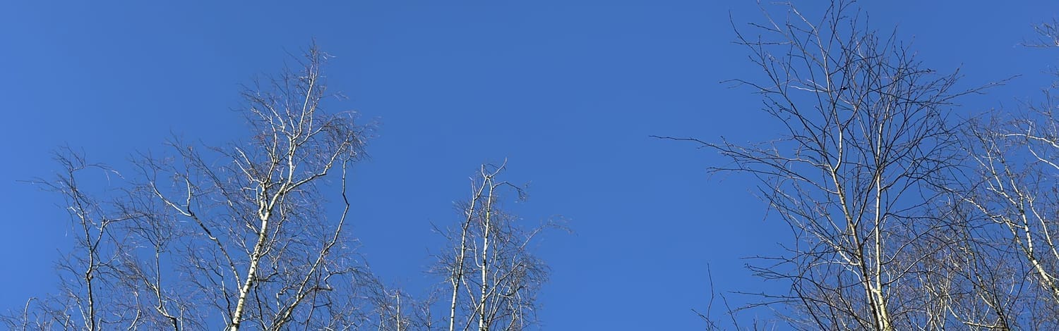 Grand ciel bleu de février lors de notre balade en forêt