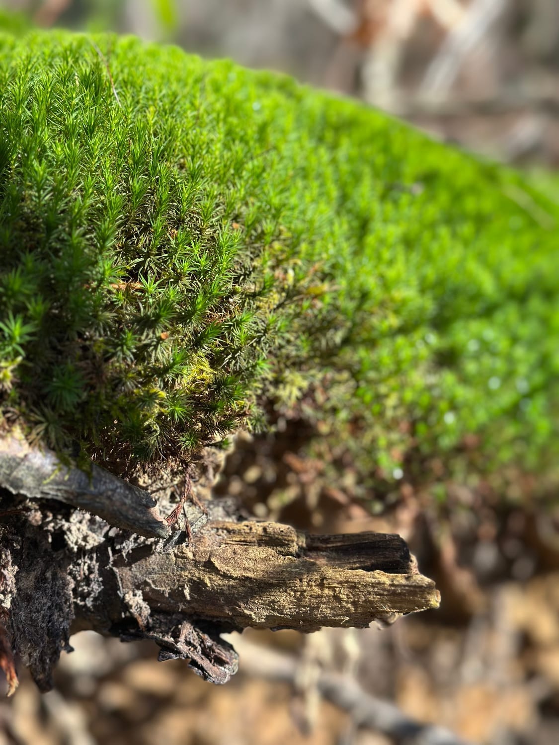 Un monde miniature de mousses et lichens au sol de la forêt