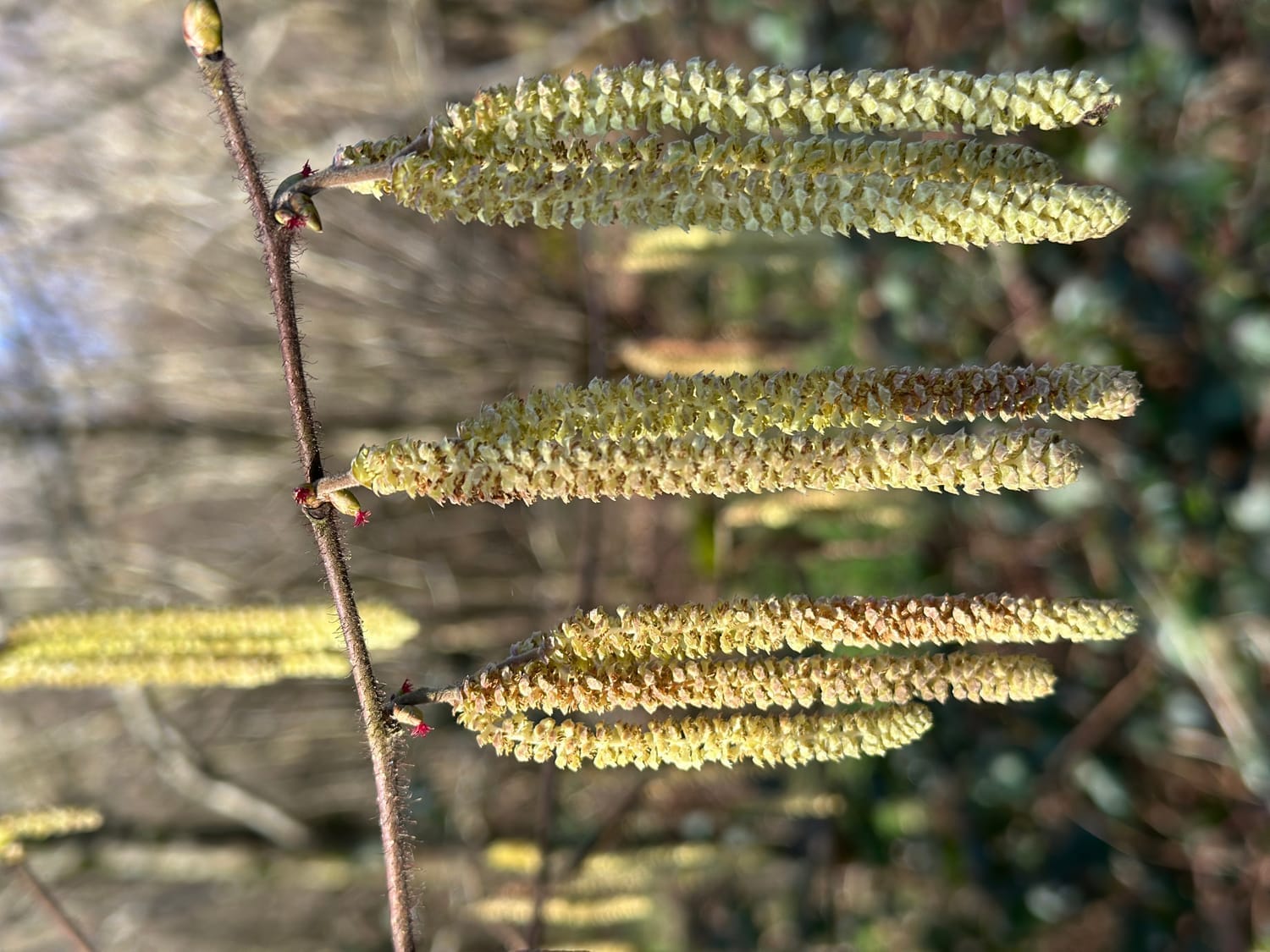 Minuscules fleurs rouges et chatons du noisetier en février