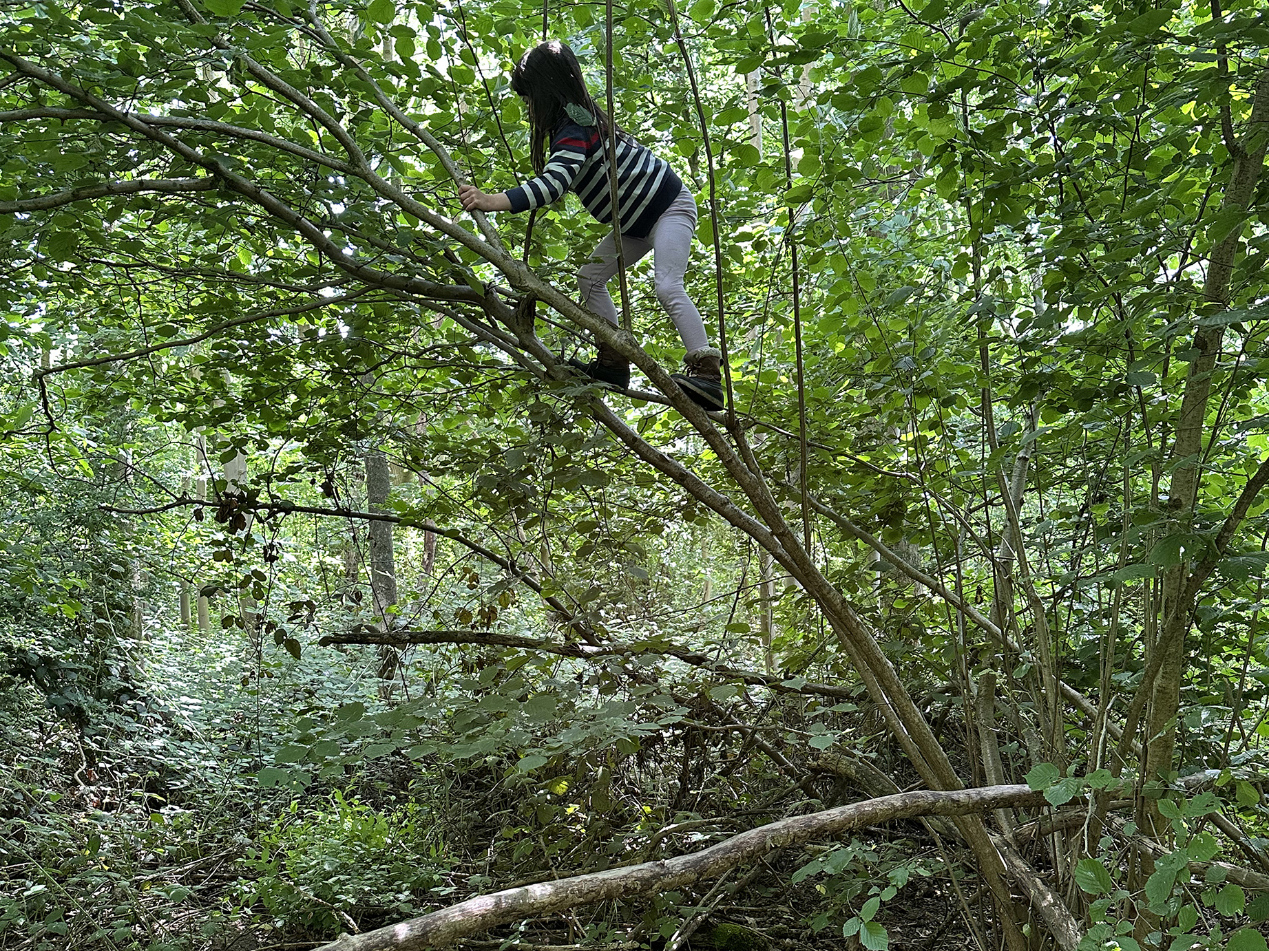 Enfants grimpant dans les arbres en forêt lors du jeu libre