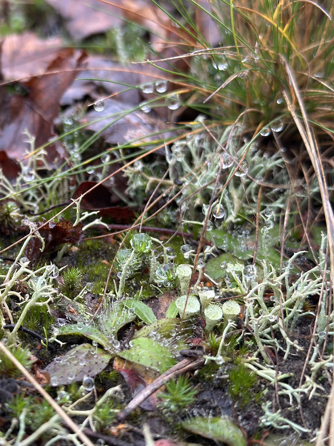 Sur le sol de la forêt : lichen, rosée et feuilles mortes
