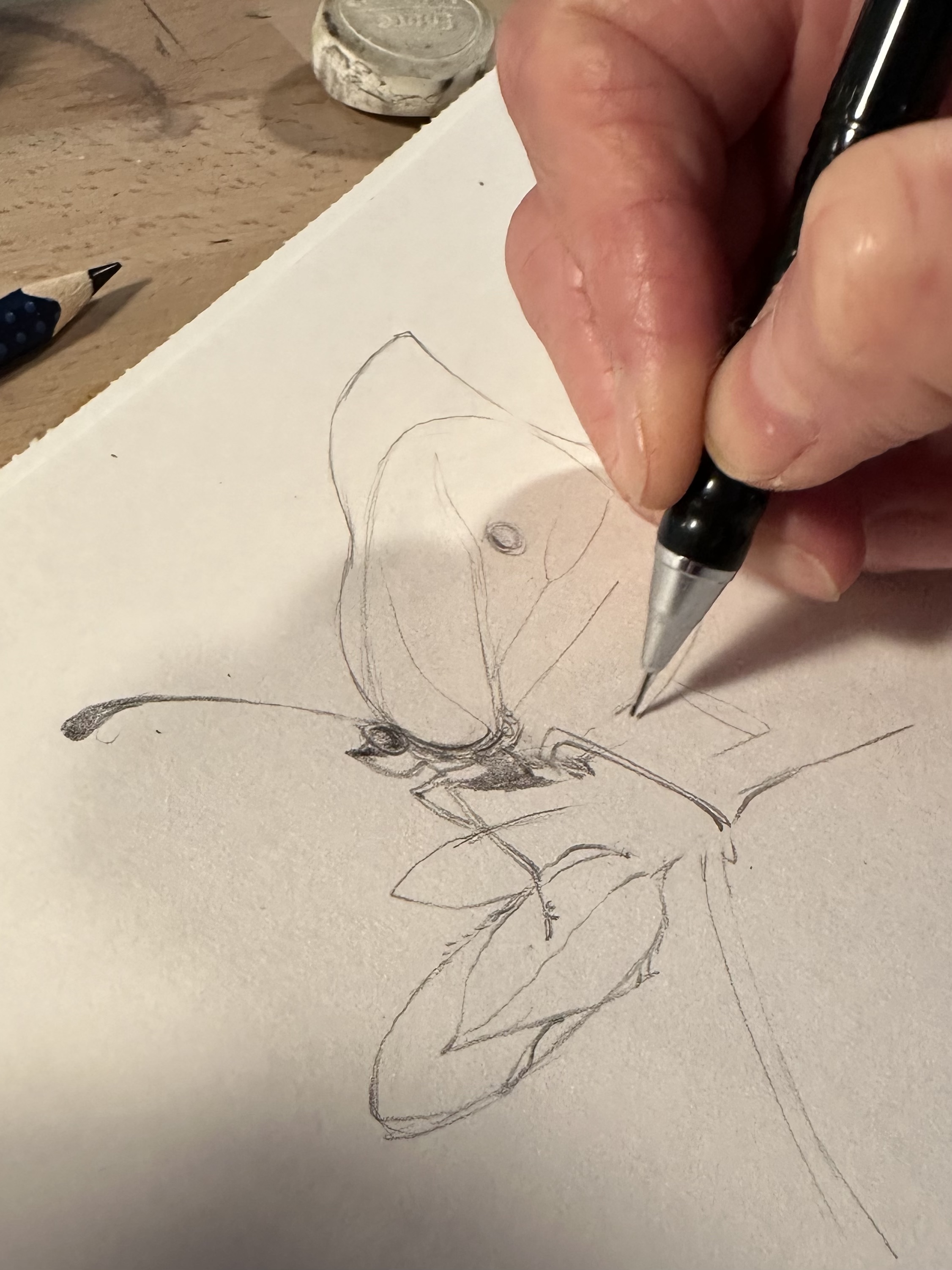 Esquisse au crayon d'un papillon citron posé de profil sur une branche