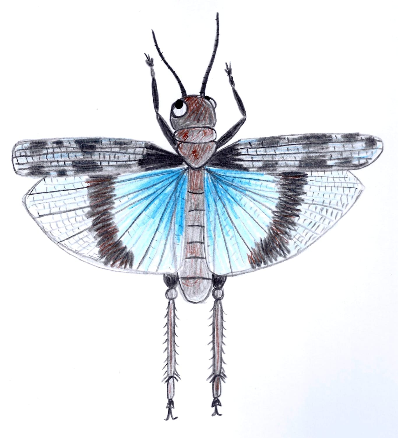 Dessin du criquet réalisé étape par étape lors d'un atelier nature