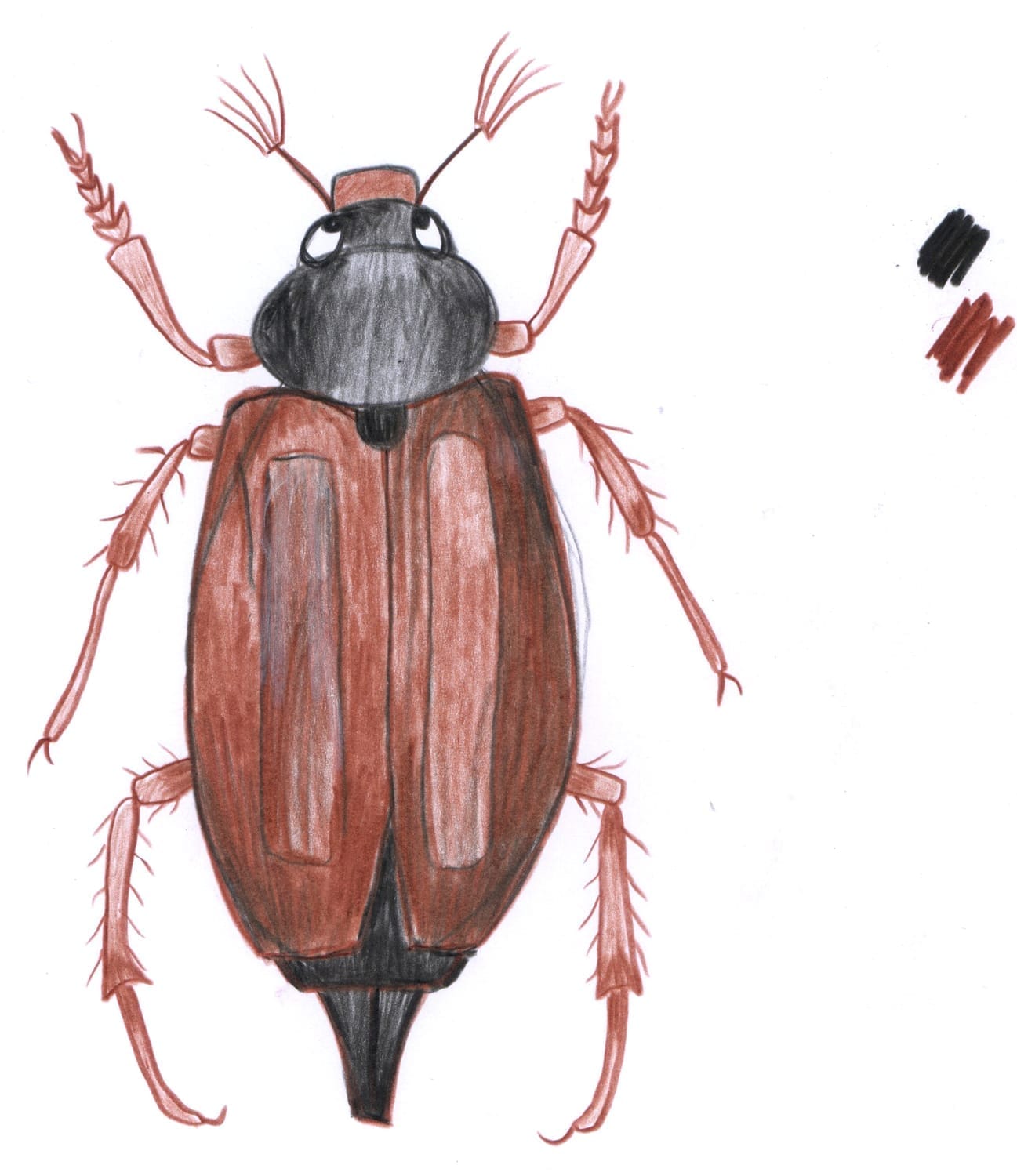 Dessin naturaliste du hanneton réalisé lors d'un atelier créatif pour enfants