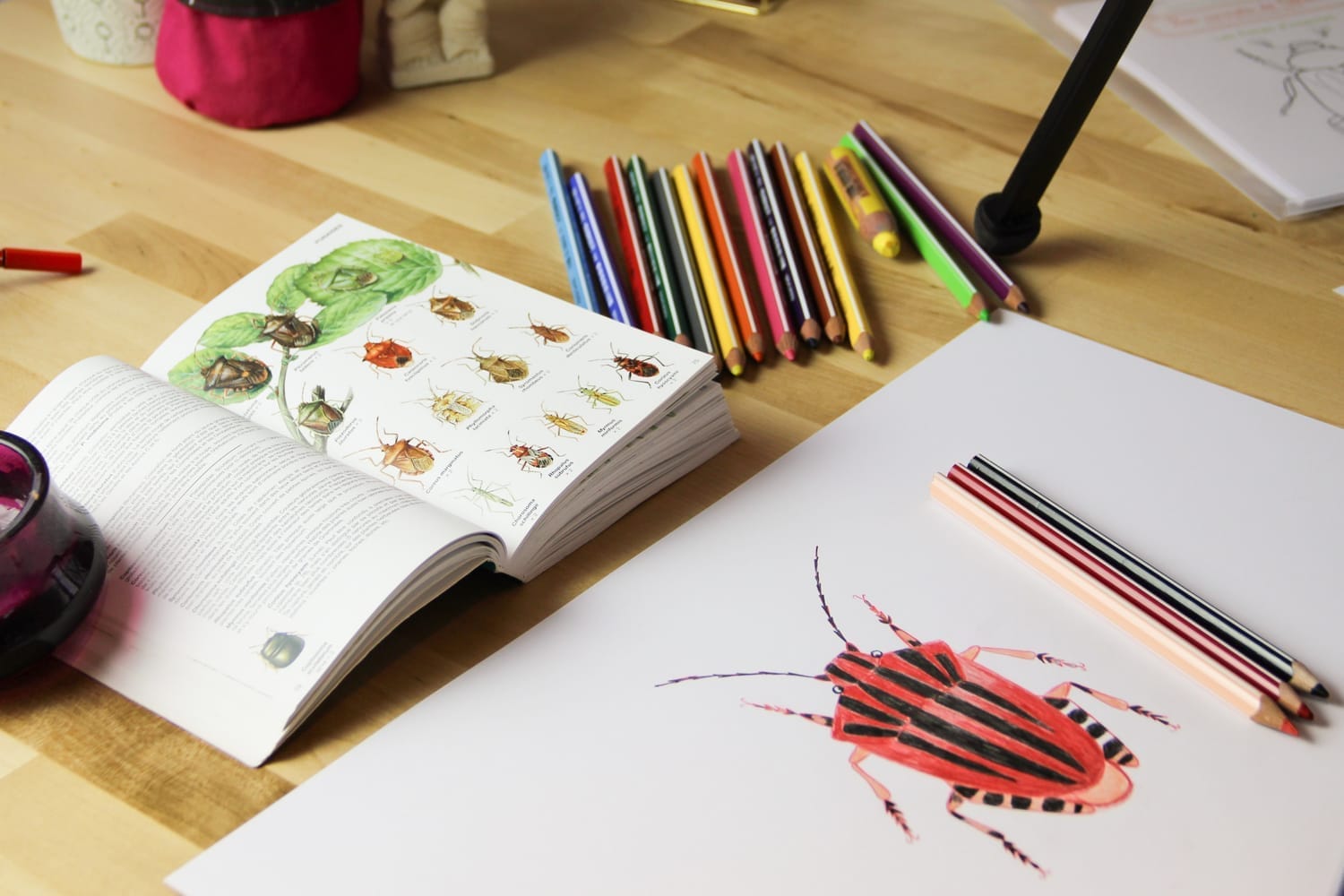 Création et tournage de l'atelier vidéo sur la punaise arlequin