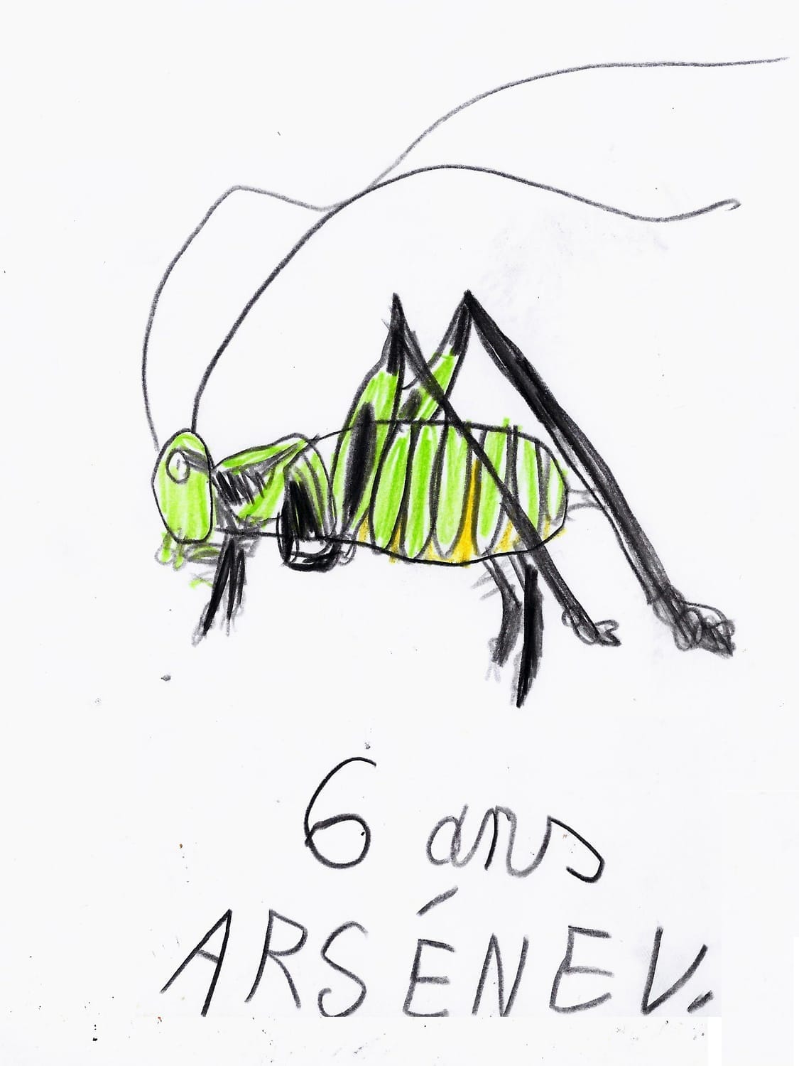 Dessin de la sauterelle réalisé par un enfant lors d'un atelier nature