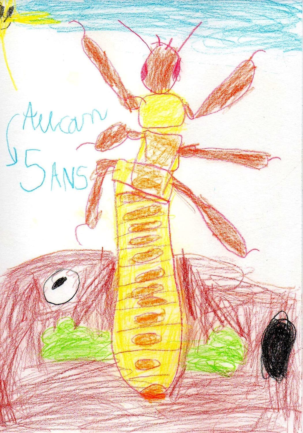 Dessin du termite réalisé étape par étape lors d'un atelier créatif