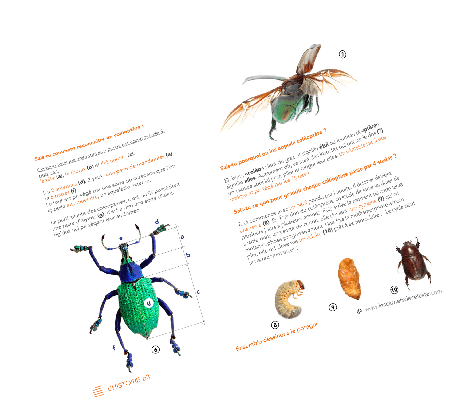 Mockup de l'histoire documentée sur le coléoptère