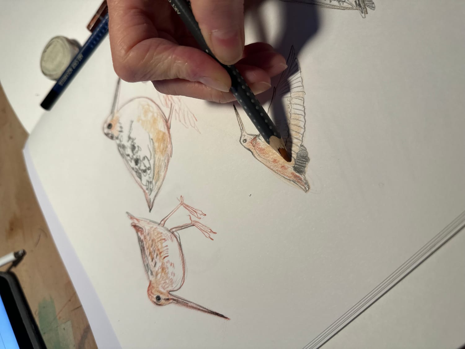 Esquisse de la Bécasse des bois du Calendrier Panoramique