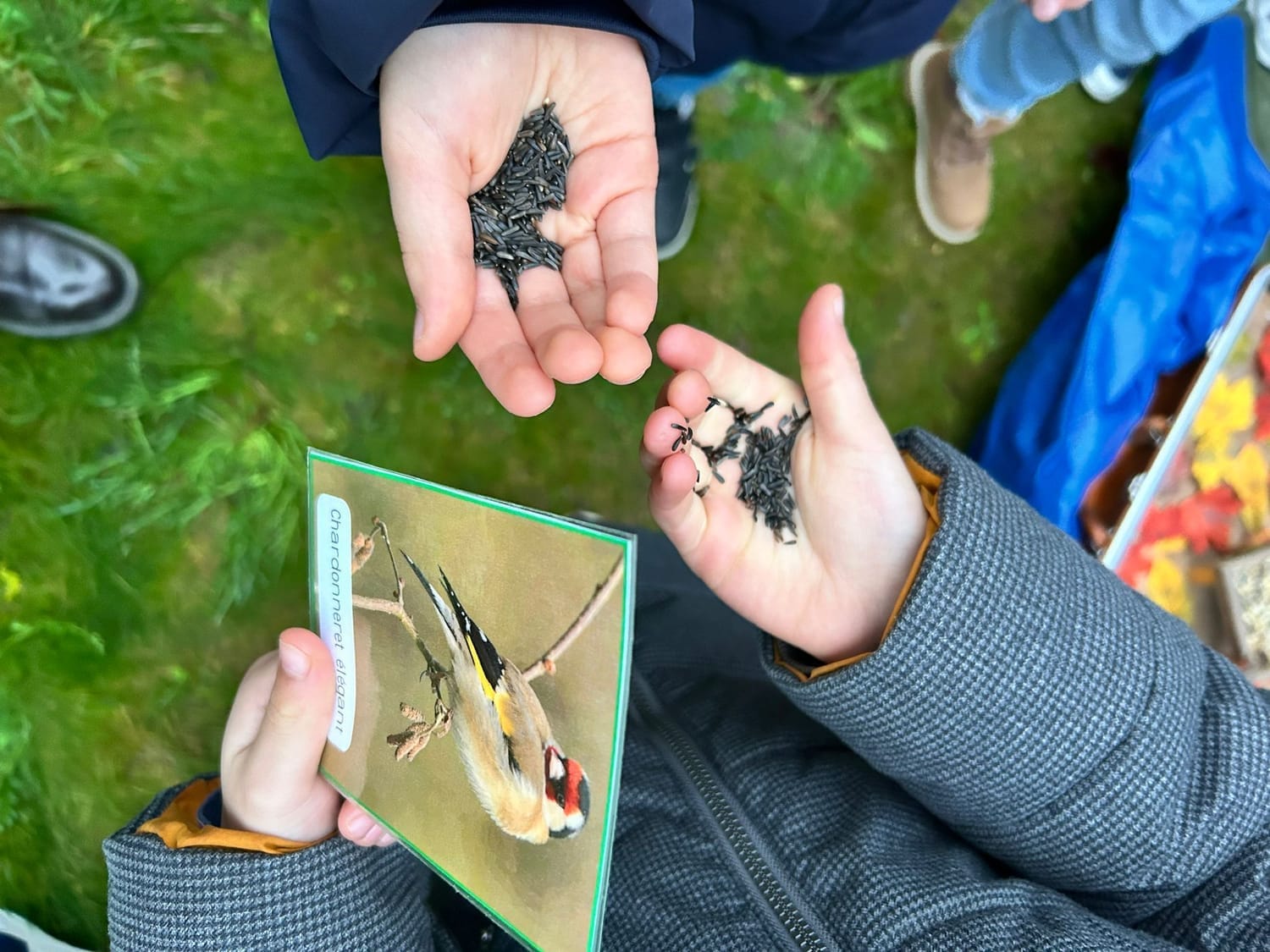 Les graines que mange le Chardonneret élégant présentées aux enfants