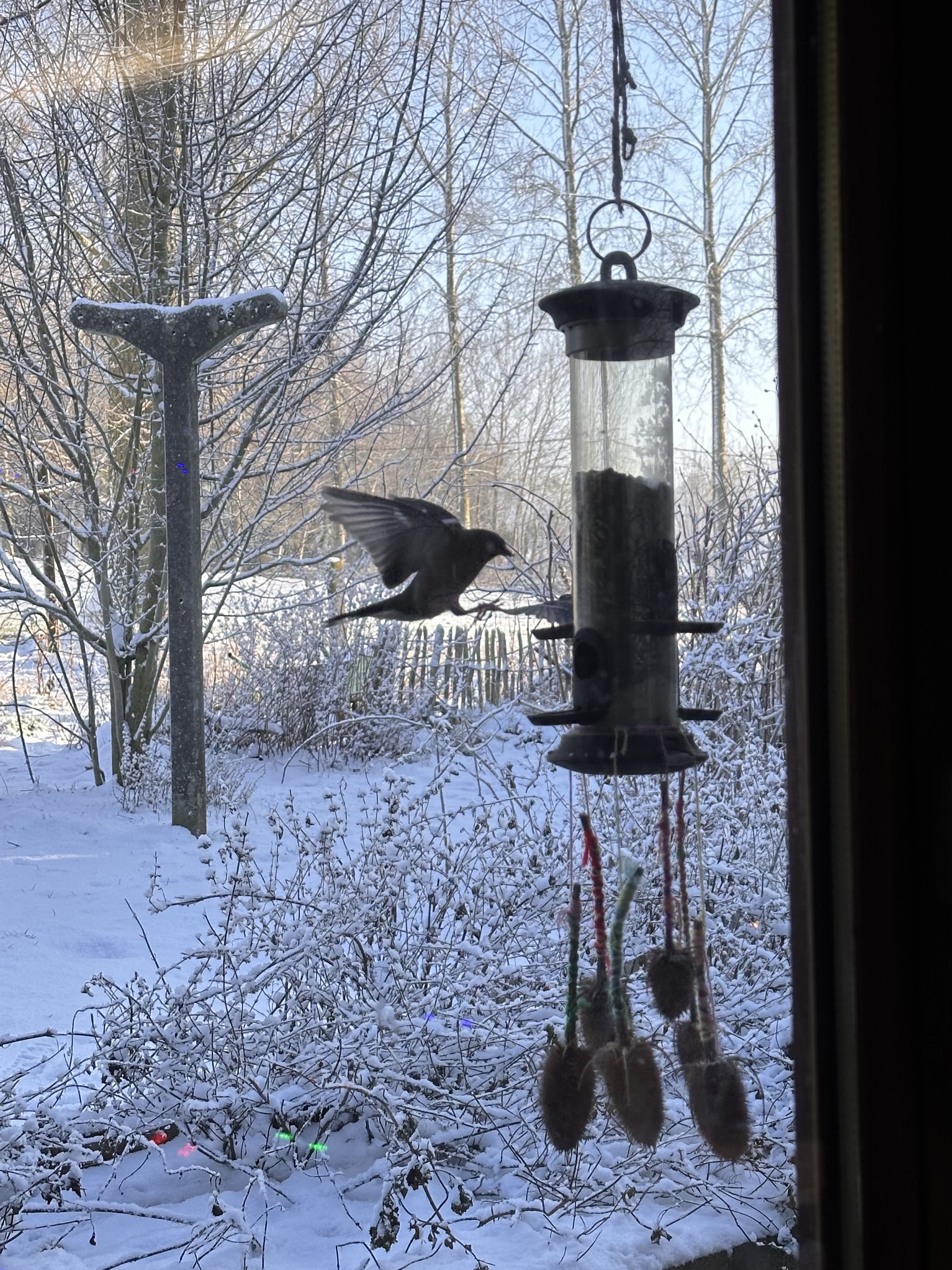 Un oiseau arrive à la mangeoire, vue depuis la fenêtre sur un jardin enneigé