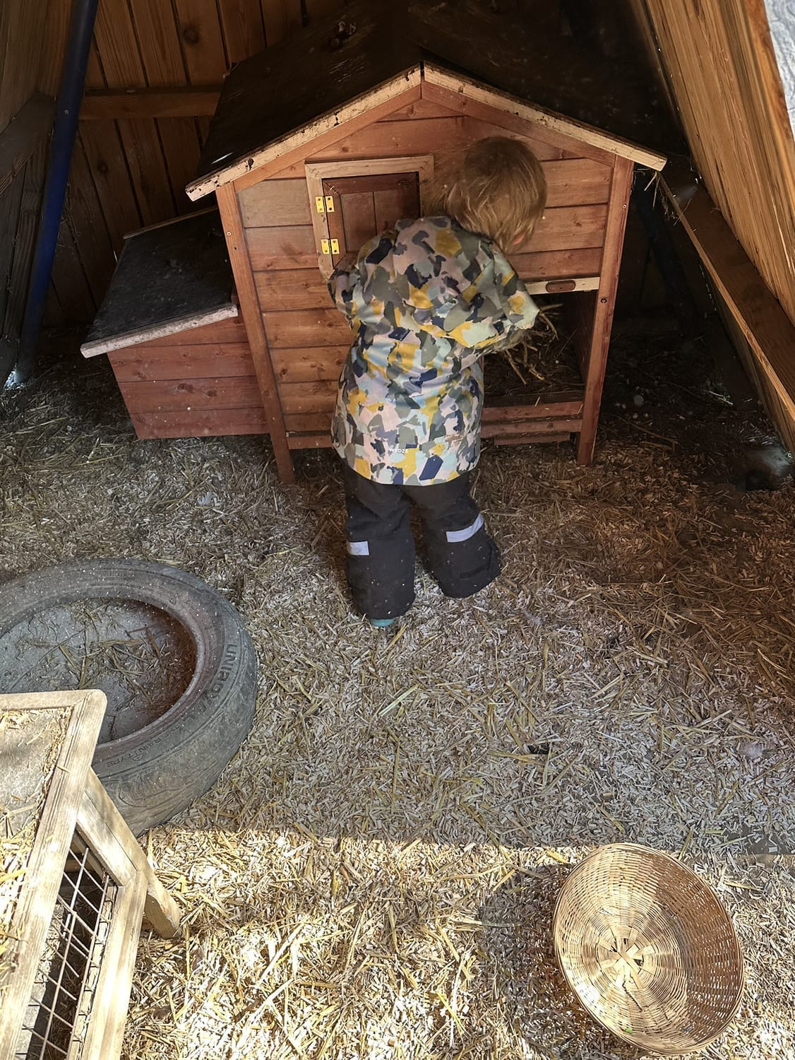 Ajout de paille fraîche dans le poulailler de l'école