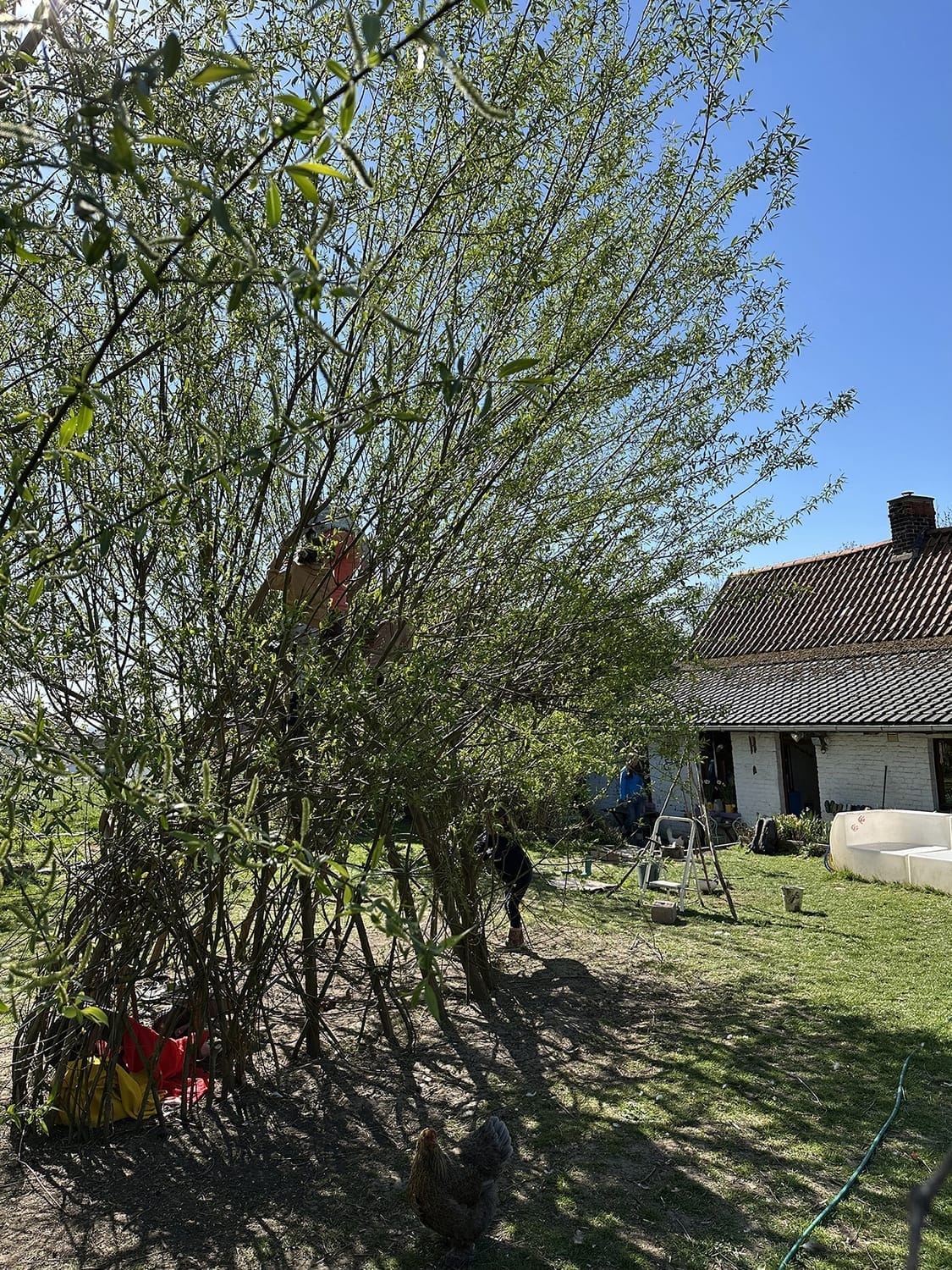 Cabane en saule idéale pour grimper dans le jardin du Petit Abri