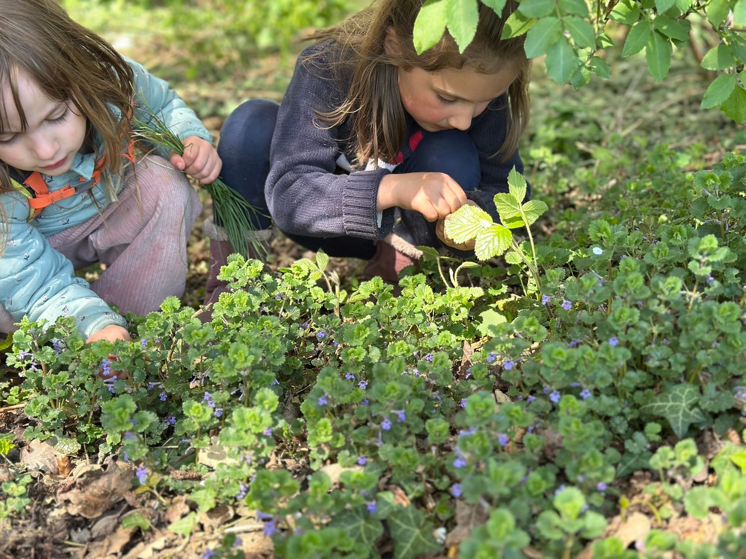 Cueillette de plantes sauvages en forêt avec les enfants du Petit Abri