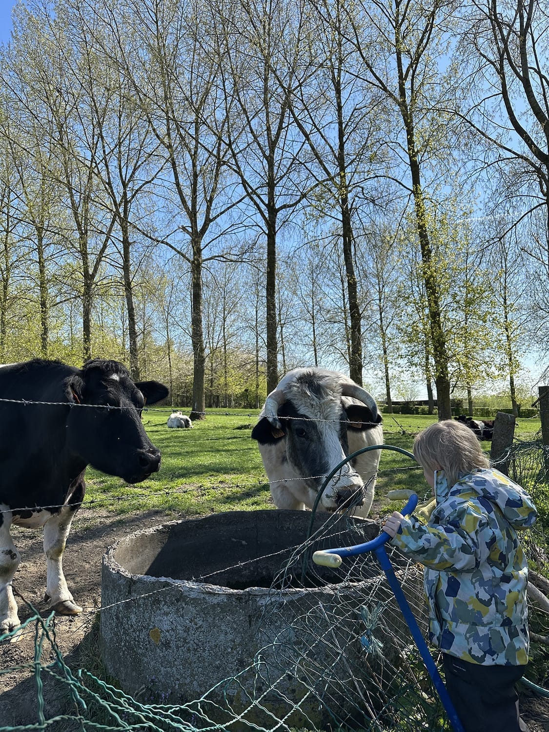 Félix remplit l'abreuvoir des vaches dans la prairie voisine