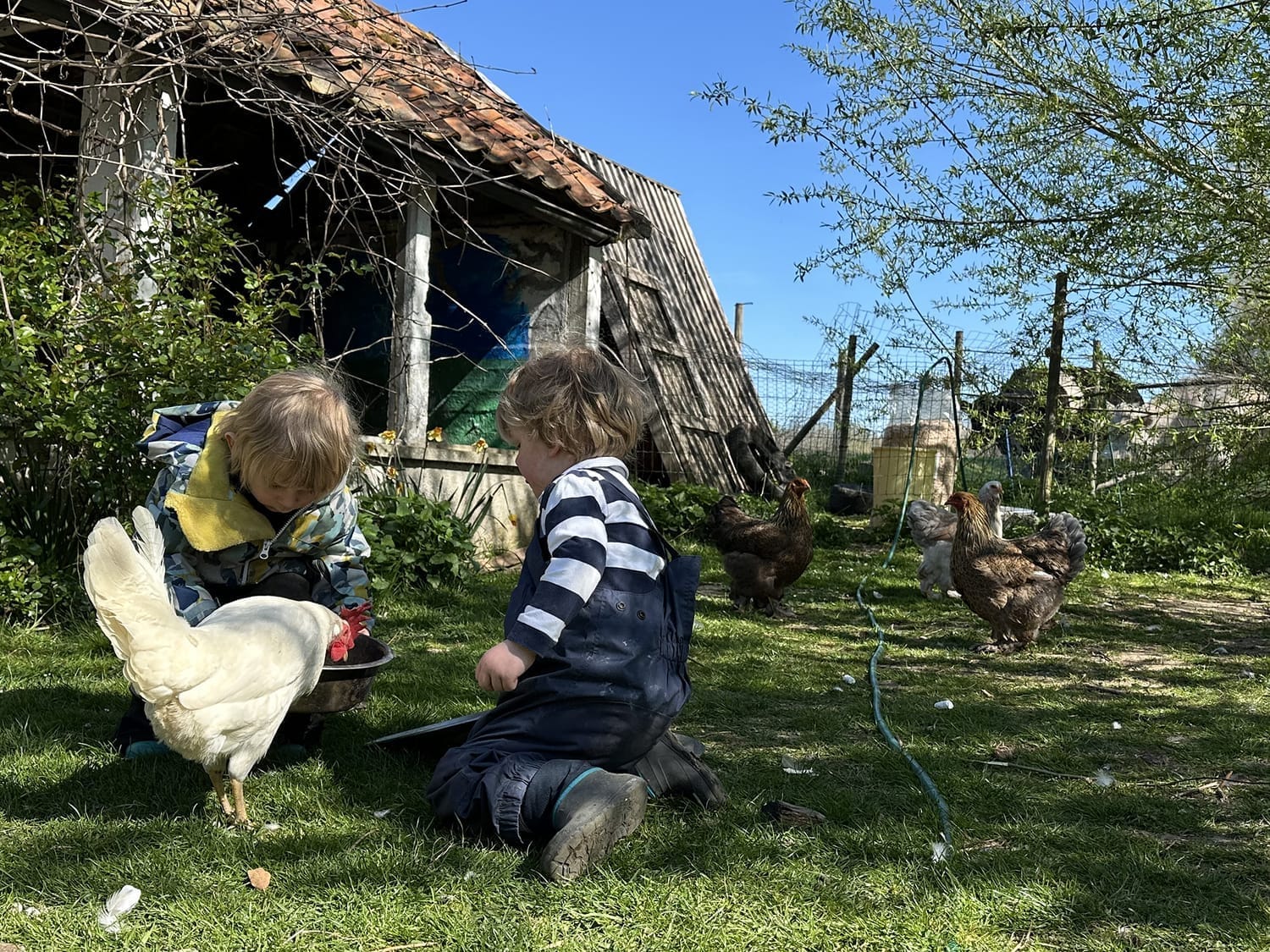 Félix et Honoré nourrissent les poules de l'école en plein air