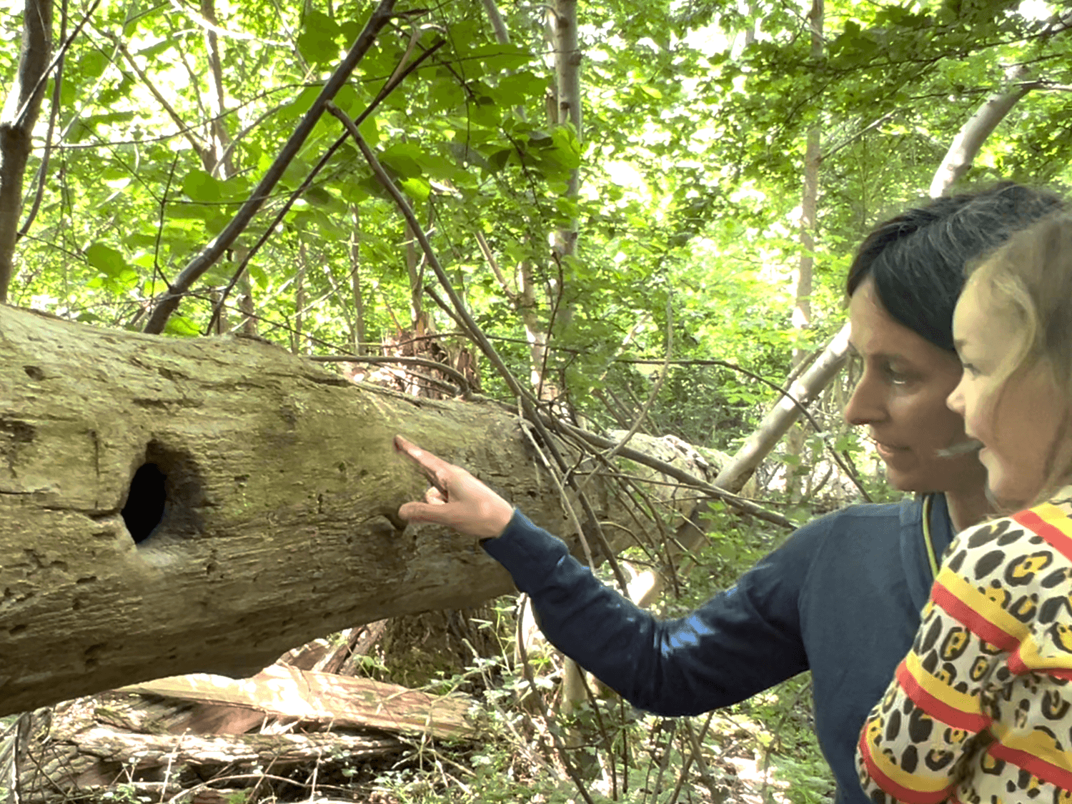 Enfant traçant un repère pour indiquer la profondeur du nid de pic