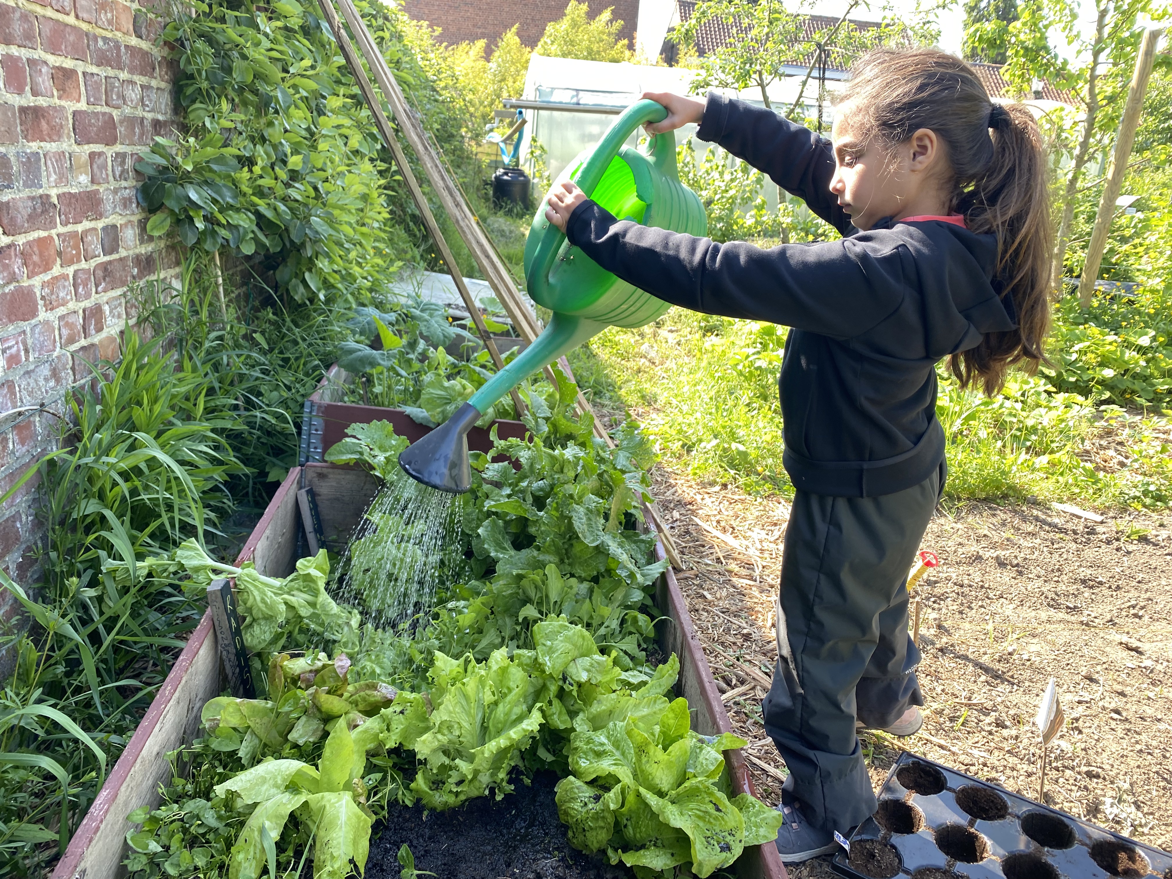 Enfant arrosant les salades au potager