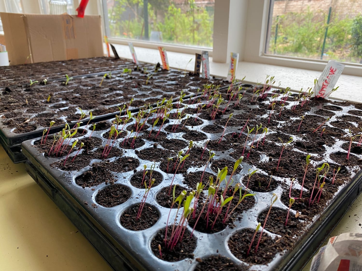 Après quelques jours, les semis commencent à pousser