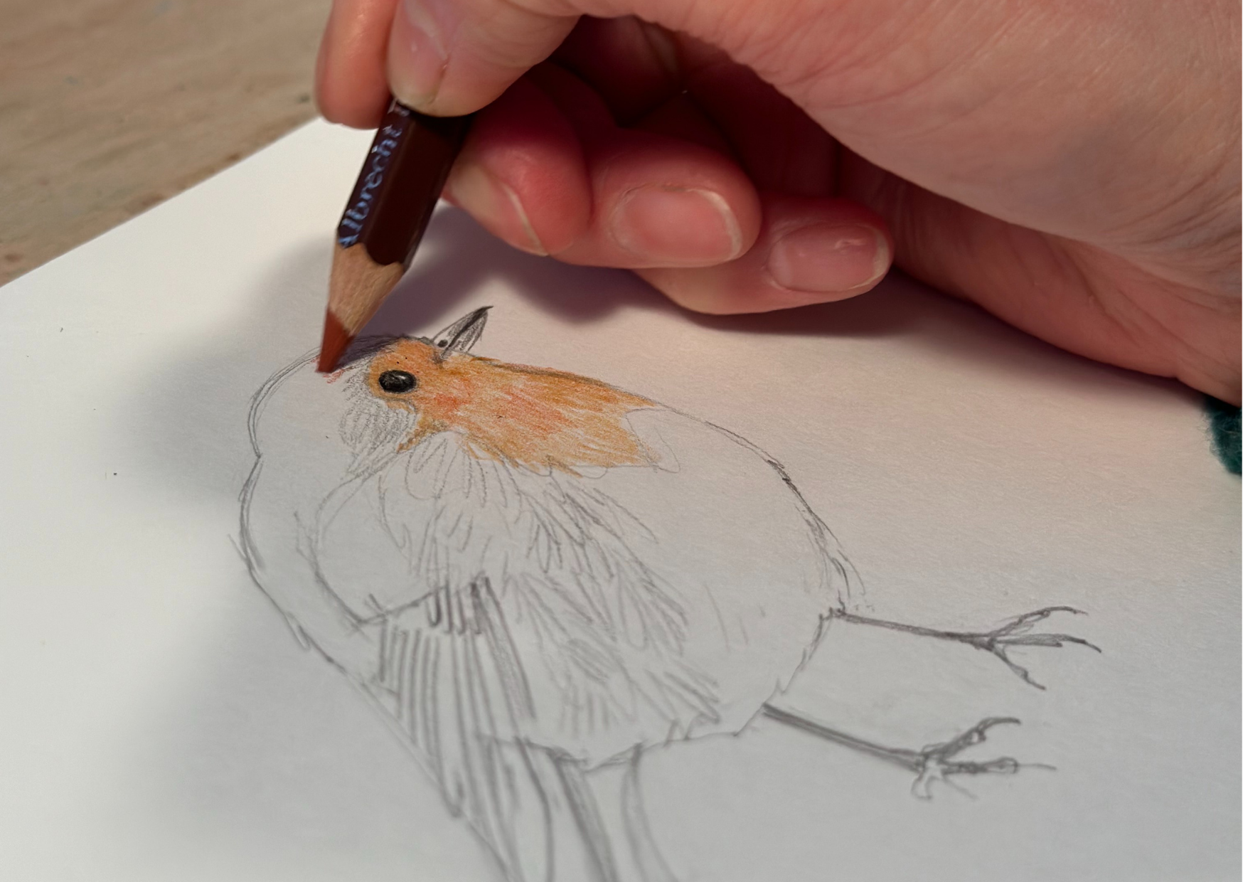 39 oiseaux à découvrir