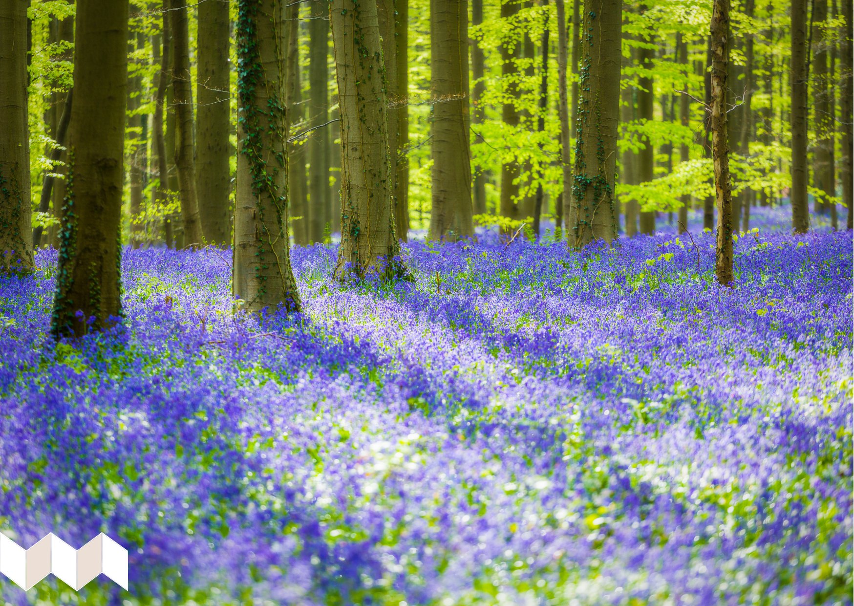 Atelier dessin au Bois de Hal