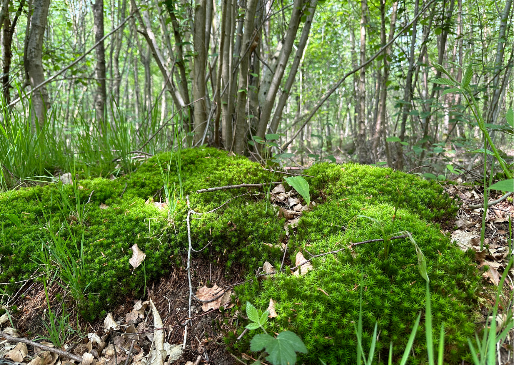 Une année dans la forêt sous vos yeux