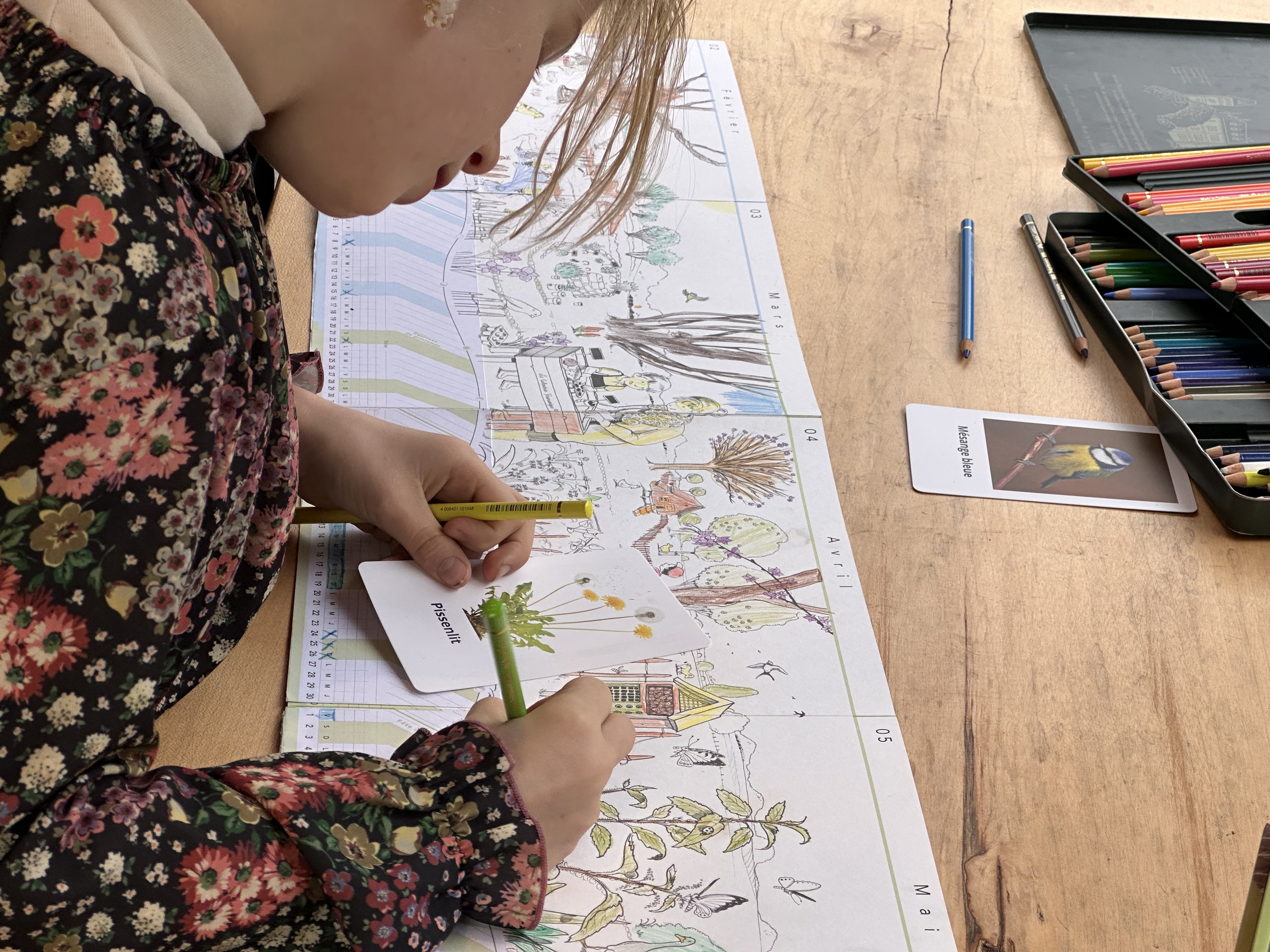 Zéli colorie le Calendrier Panoramique avec une carte devinette pissenlit