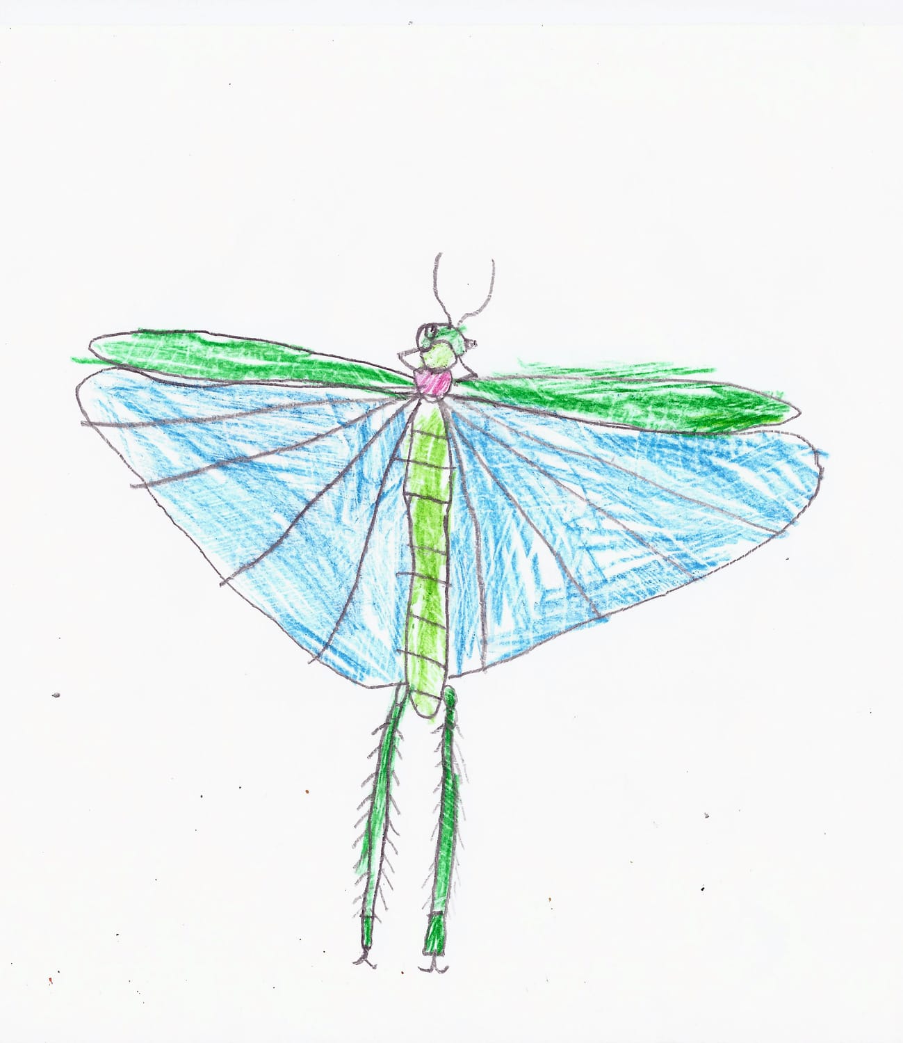 Dessin de criquet par Arsen